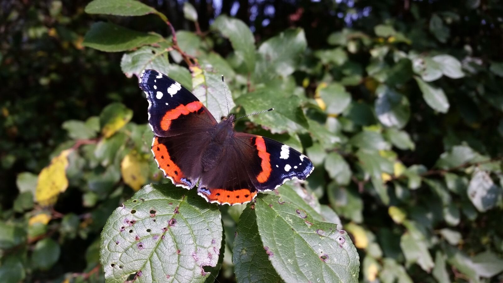 Samsung Galaxy S5 sample photo. Butterfly, insect, close up photography