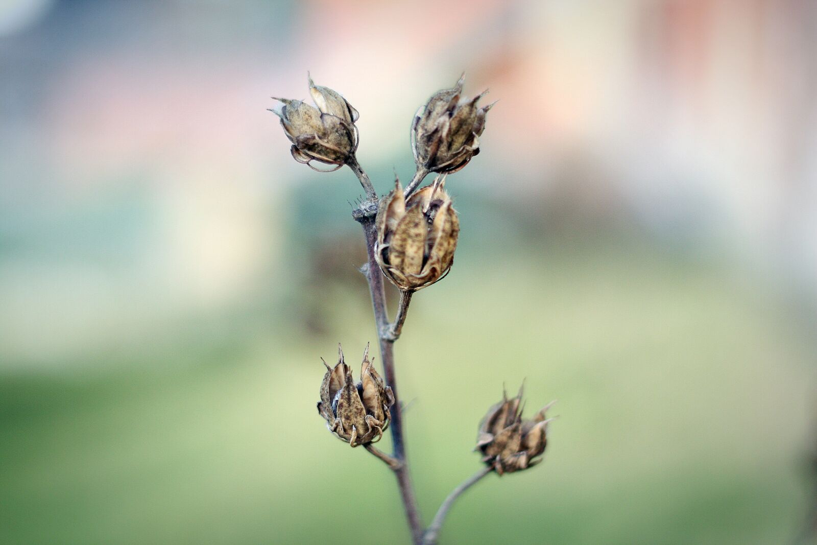 Canon EOS 40D sample photo. Nature, no one, at photography