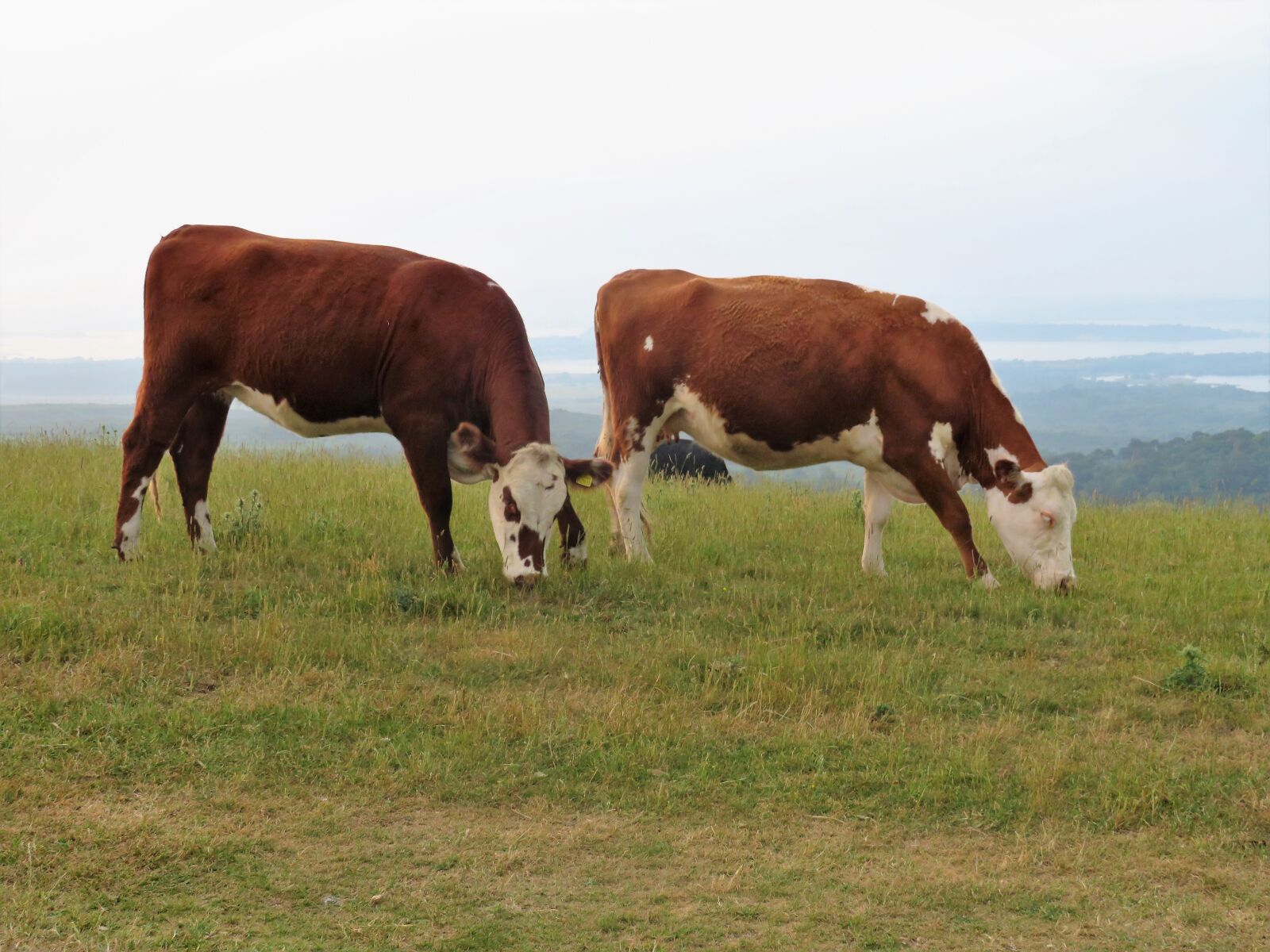 Canon PowerShot SX540 HS sample photo. Cow, cattle, brown photography