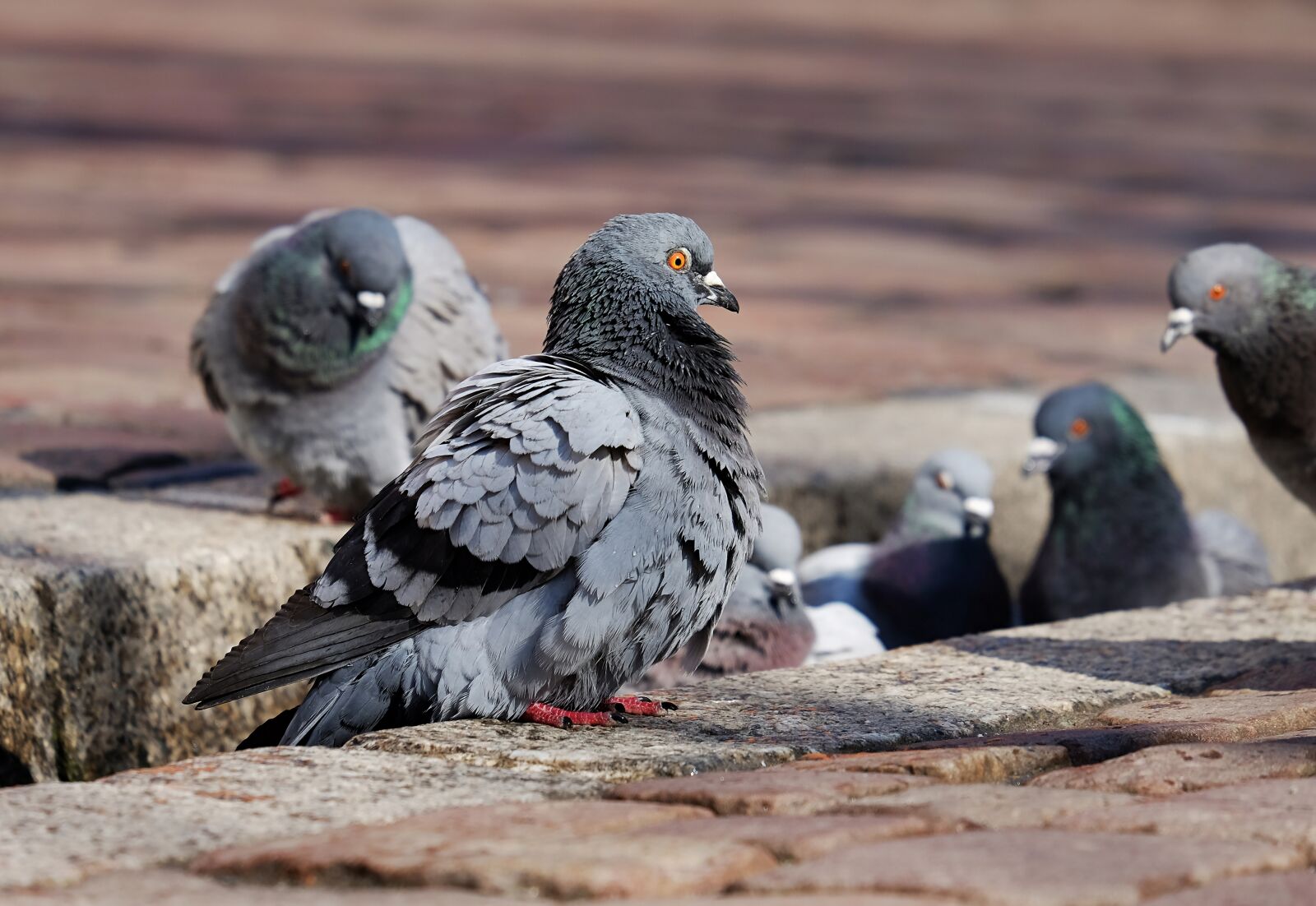 Fujifilm XF 55-200mm F3.5-4.8 R LM OIS sample photo. Pigeons, city pigeons, paddling photography