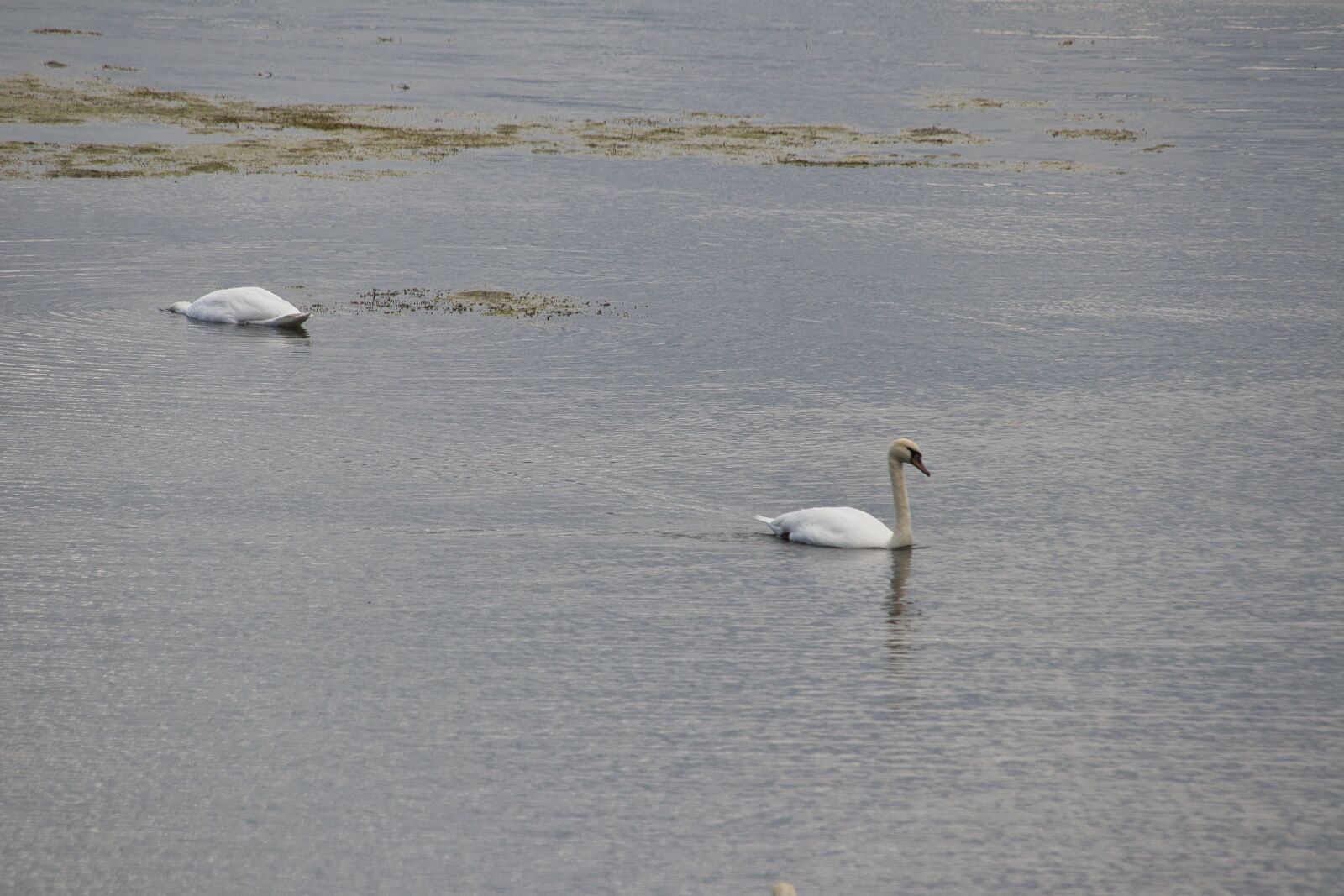 Canon EOS 80D sample photo. Pair, swans, lake photography