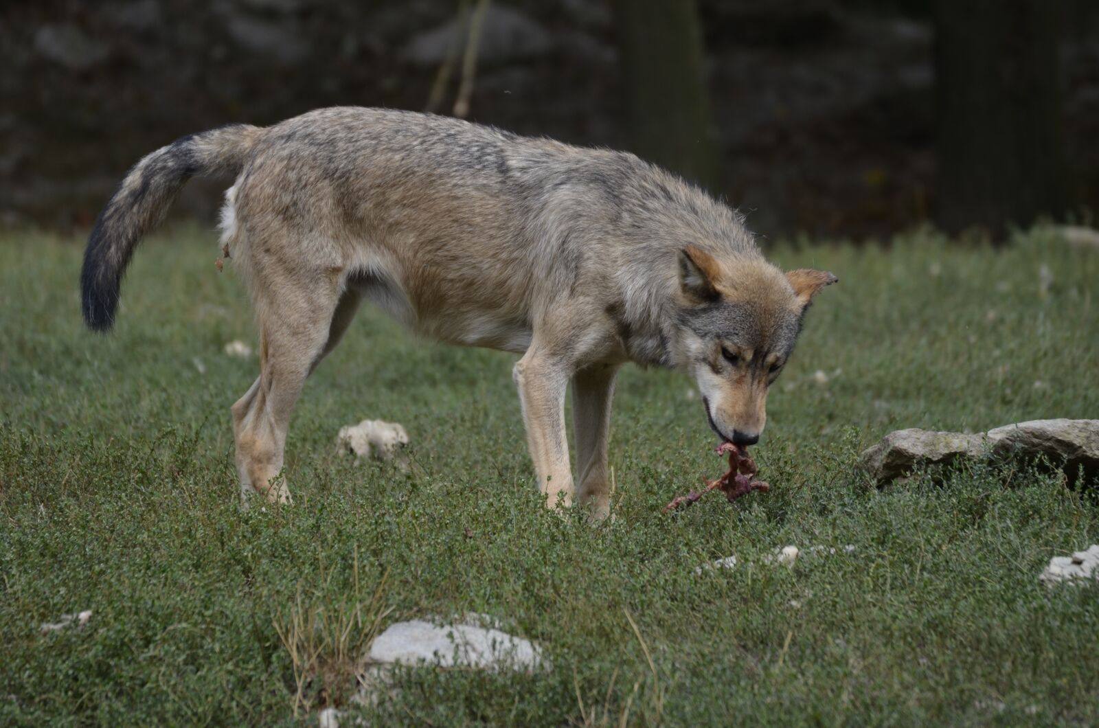 Nikon D5100 sample photo. Wolf, pack, predator photography