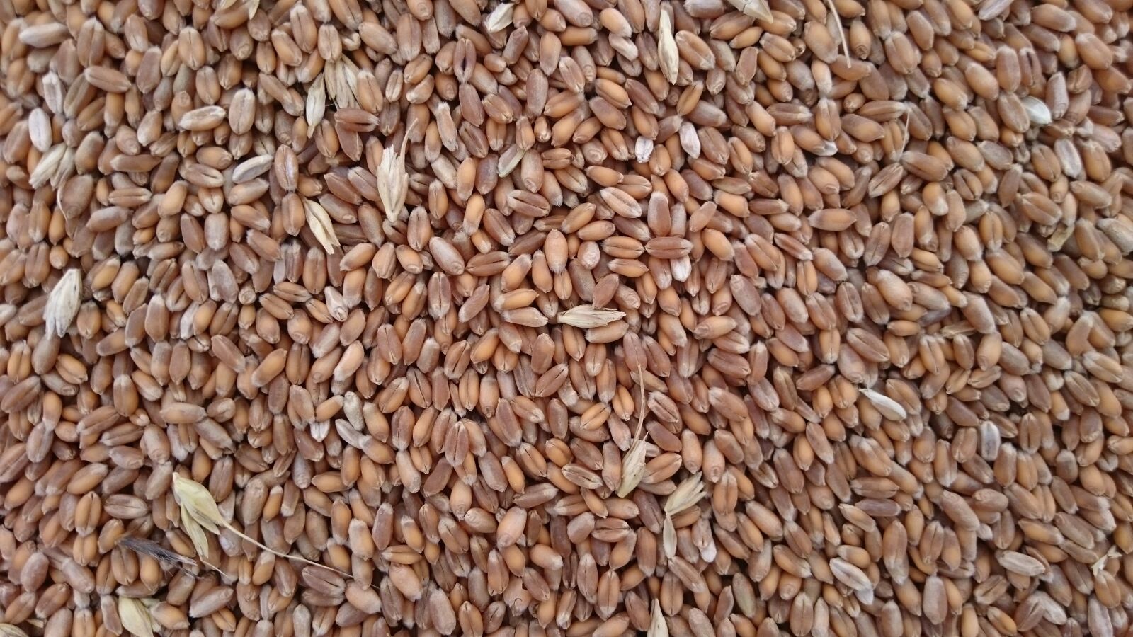 Sony Xperia Z3 sample photo. Seed, dietetic, harvest photography
