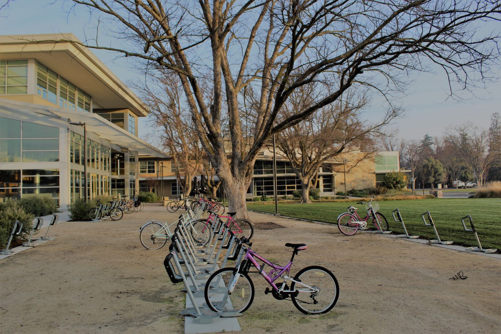 Canon EOS 1300D (EOS Rebel T6 / EOS Kiss X80) sample photo. Uc davis, bikes, campus photography