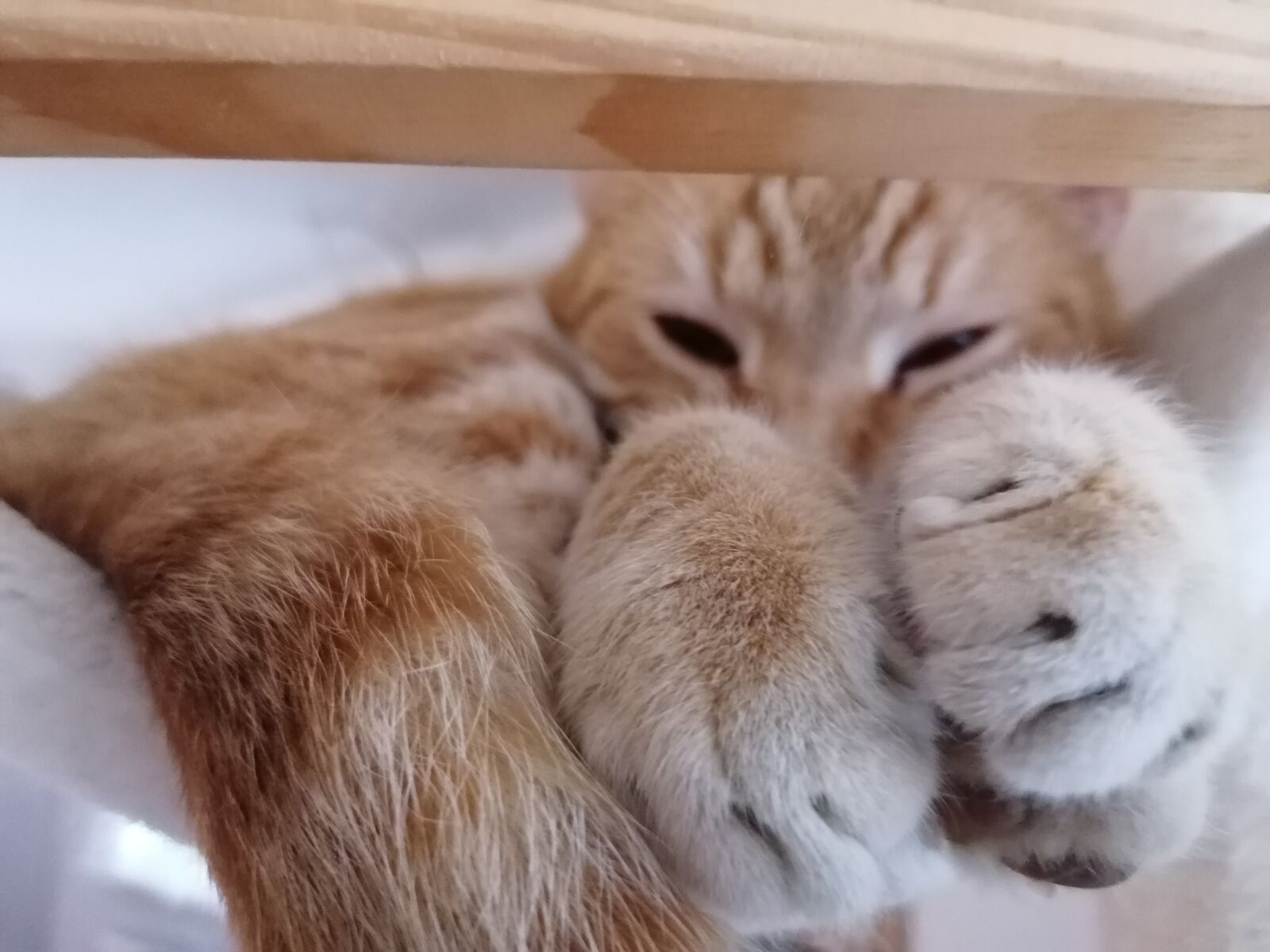 HUAWEI P30 LITE sample photo. Cat, red, domestic cat photography