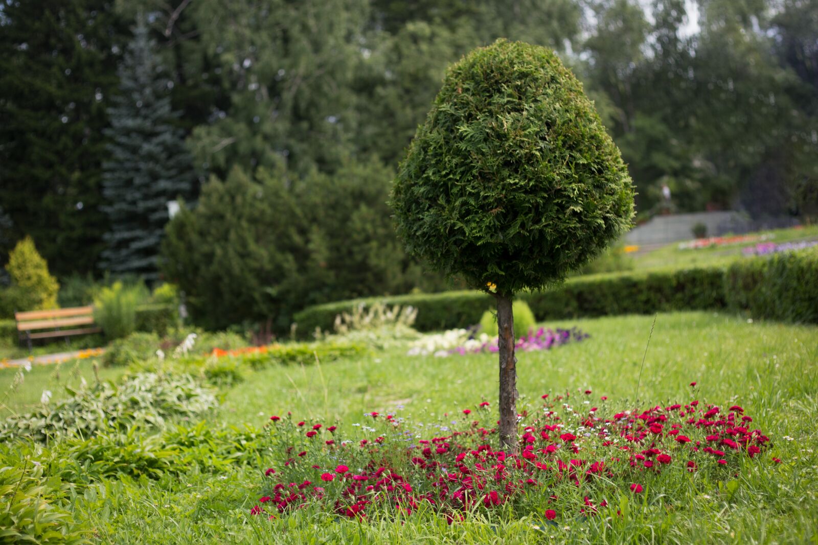 Canon EF 50mm F1.8 II sample photo. Tree, krone, summer photography