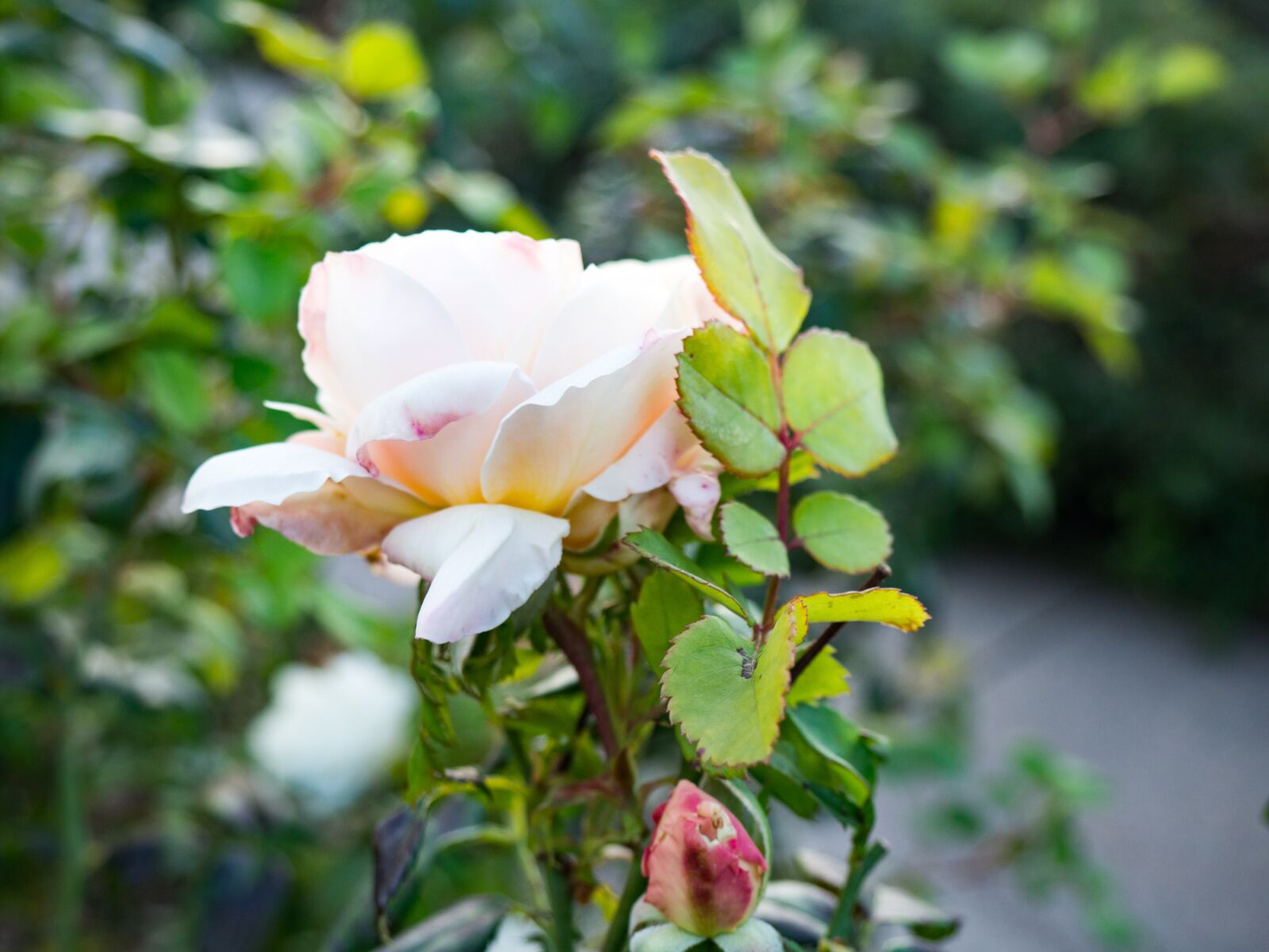 Olympus OM-D E-M10 sample photo. White, roses, petal photography