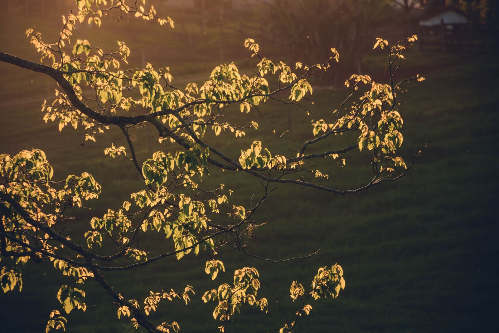 Nikon D7200 sample photo. Sunset, tree, branches photography