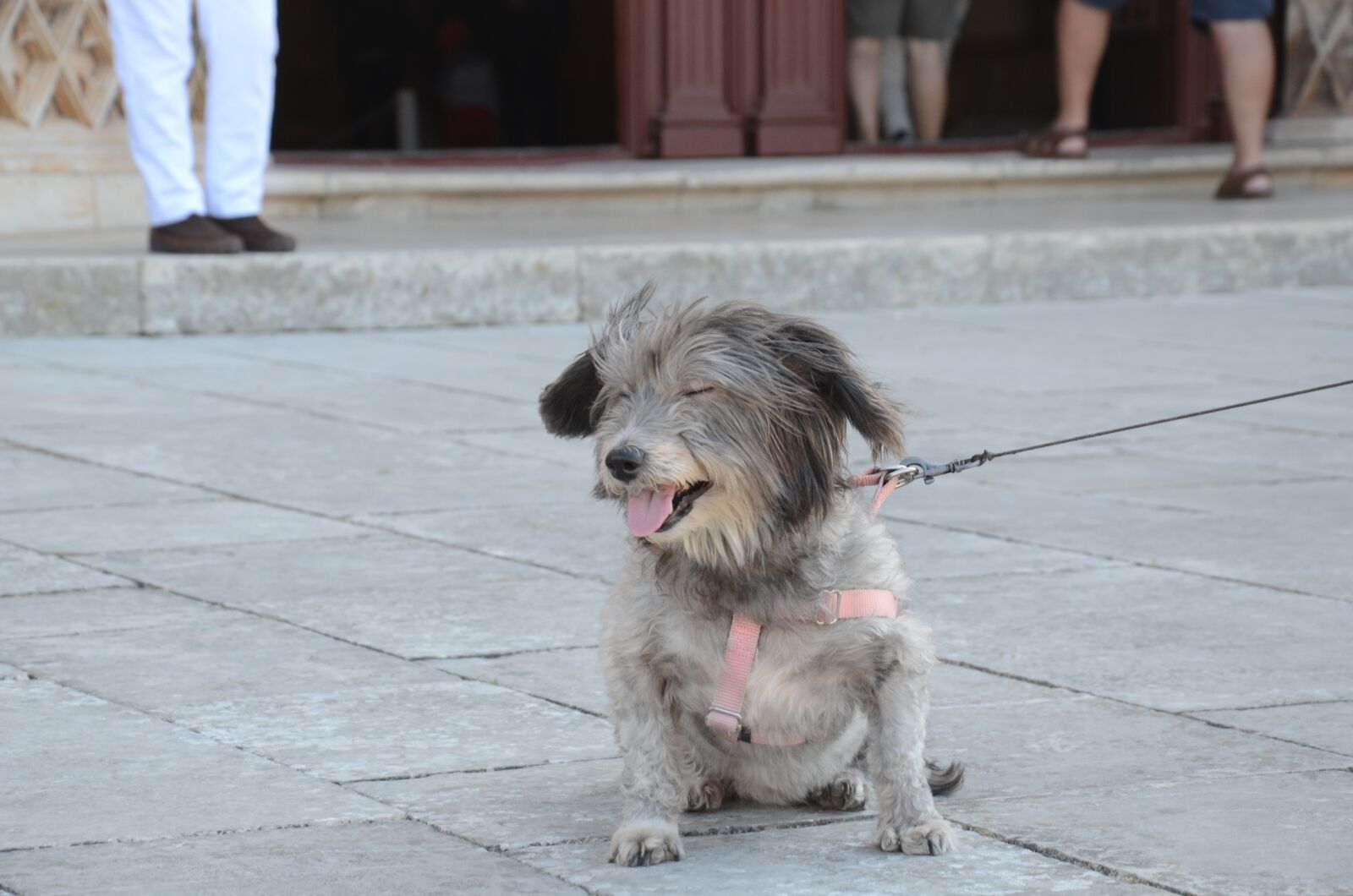 Nikon D7000 sample photo. Dog, eyes closed, cute photography