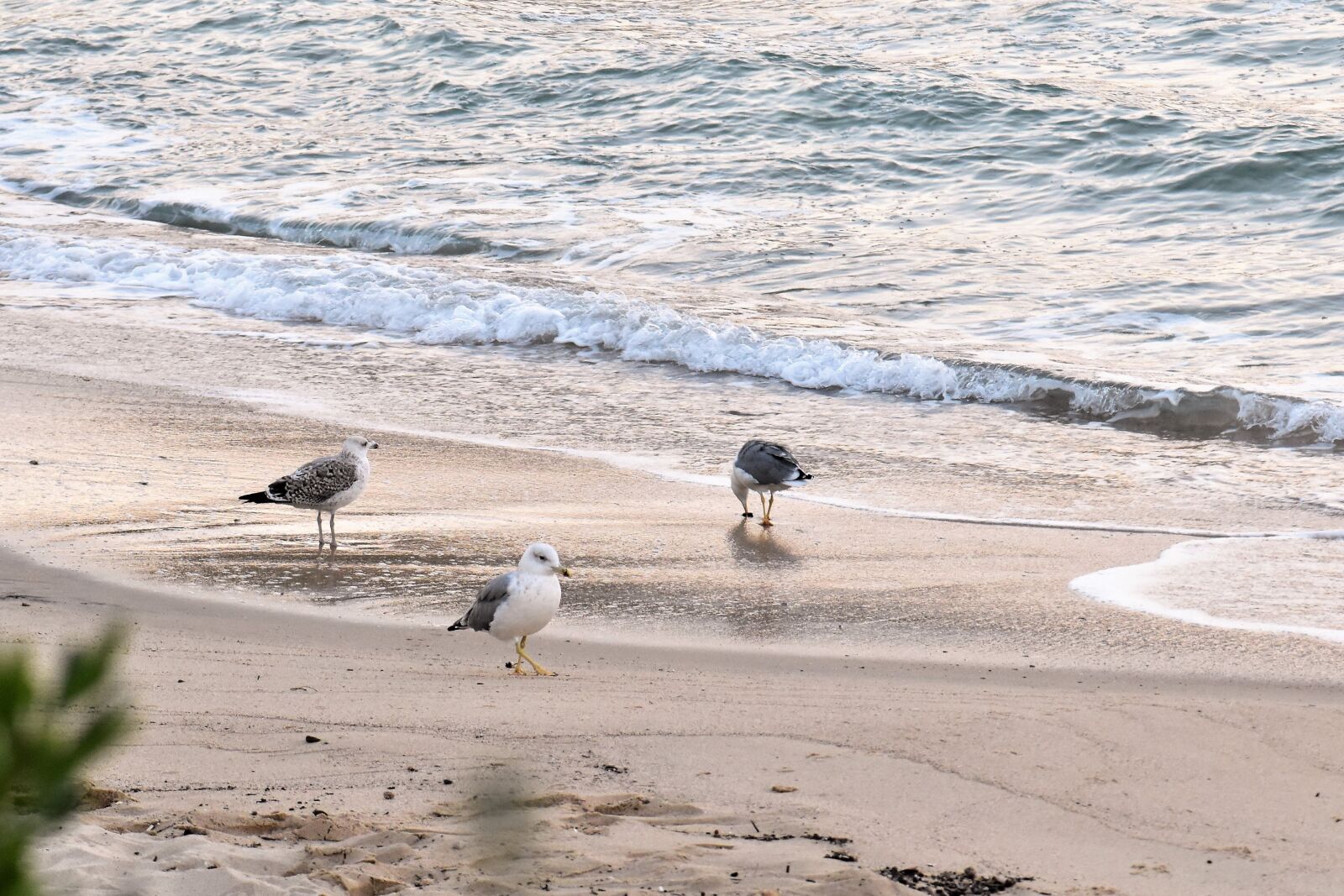 Nikon D5500 sample photo. Beach, sea, gulls photography