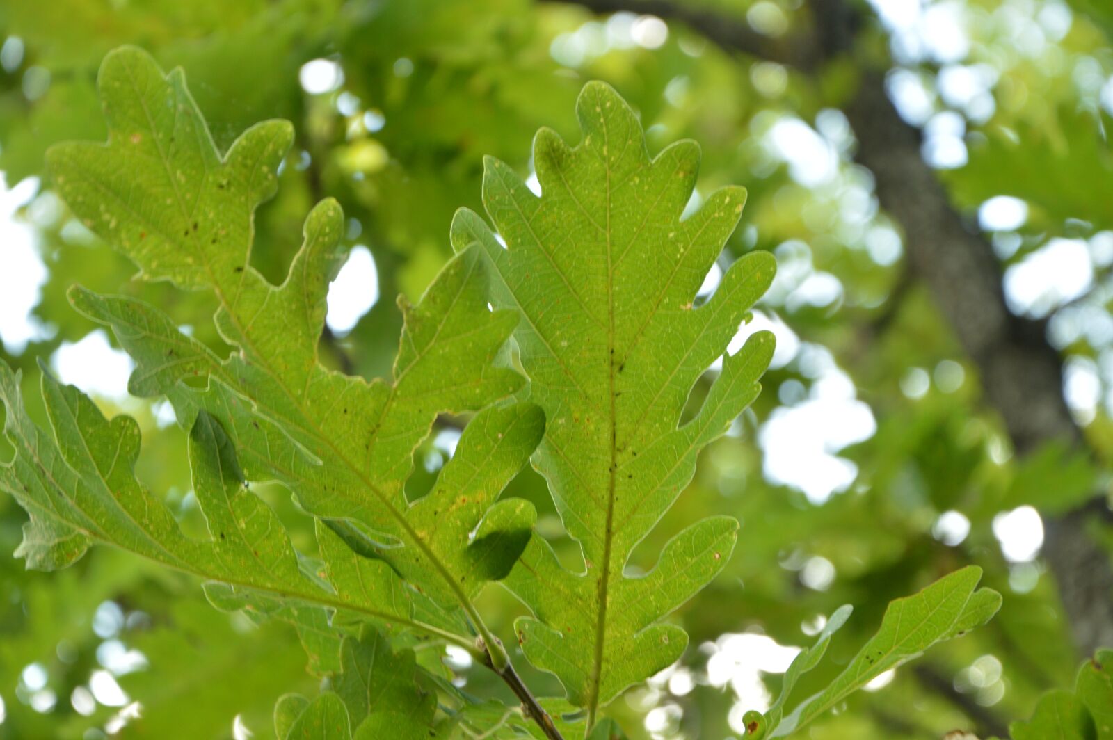 Nikon D3200 sample photo. Krasnodarskiy kray, nature, oak photography