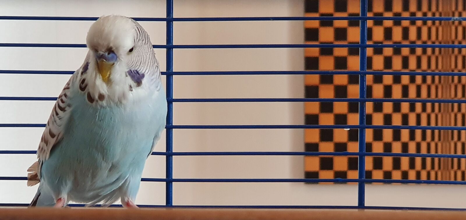 Samsung Galaxy S10+ sample photo. Bird, budgie, ziervogel photography