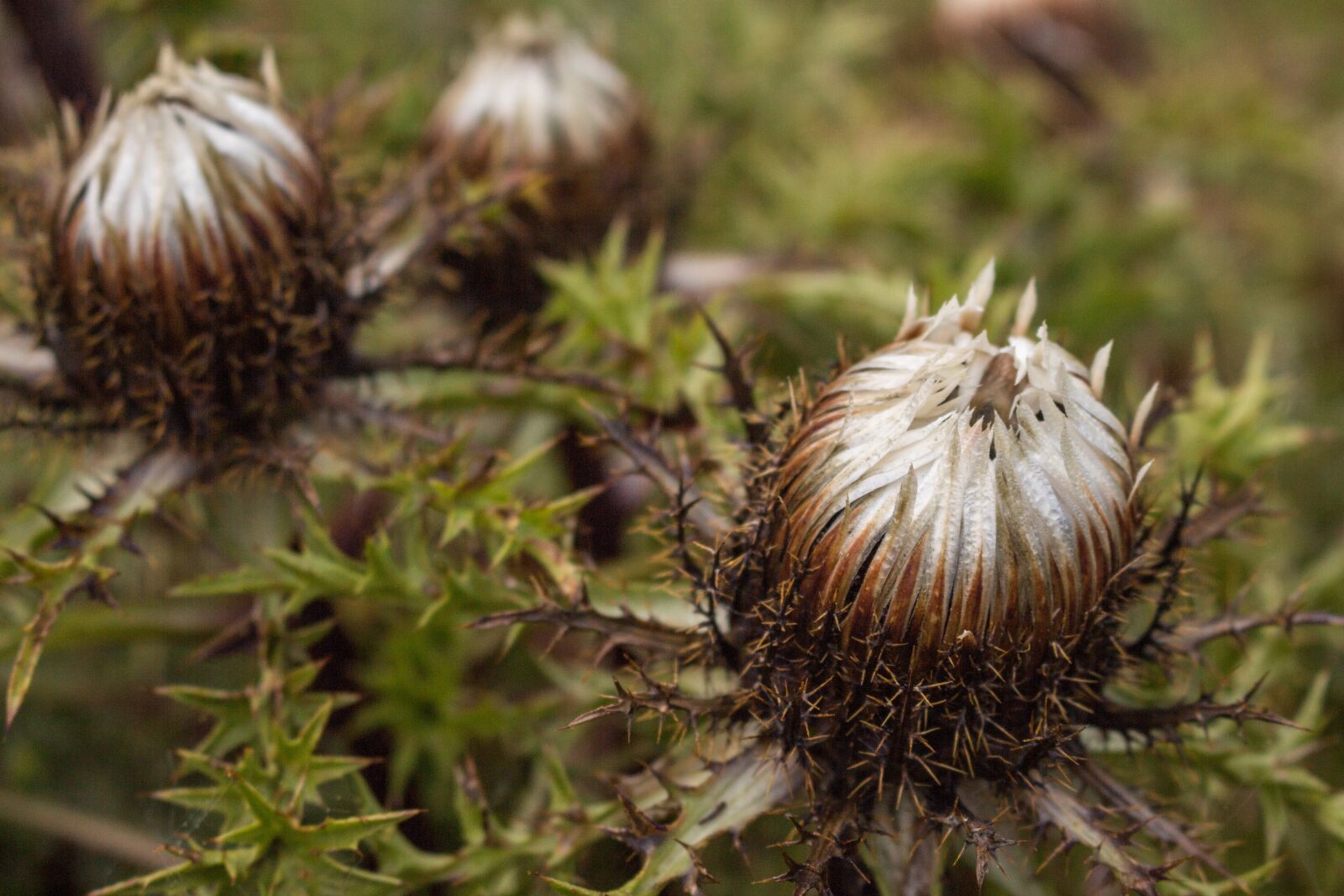 Canon EOS 700D (EOS Rebel T5i / EOS Kiss X7i) sample photo. Silver thistle, closed, protected photography