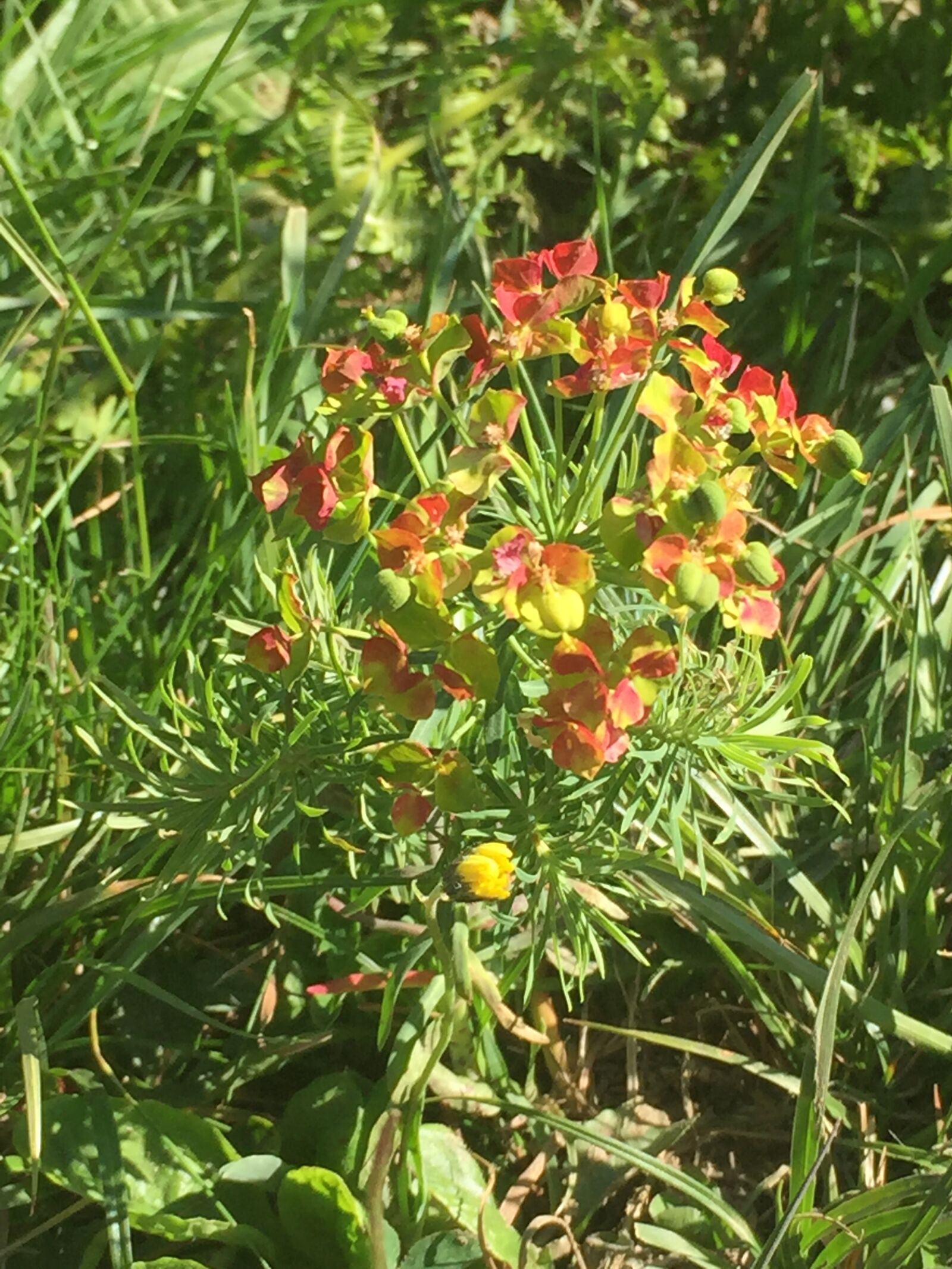 iPhone 6 back camera 4.15mm f/2.2 sample photo. Spurge, spurge family, euphorbia photography