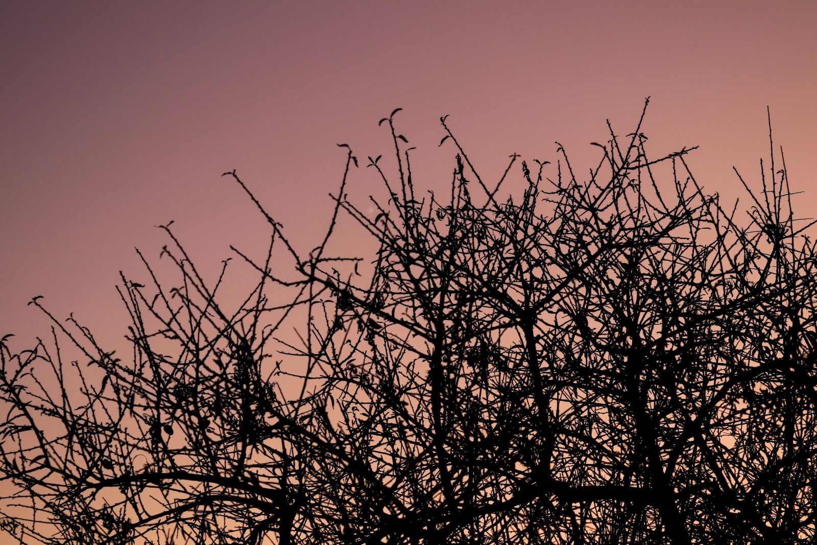 Canon EF 55-200mm F4.5-5.6 II USM sample photo. Sunset, pink, tree photography