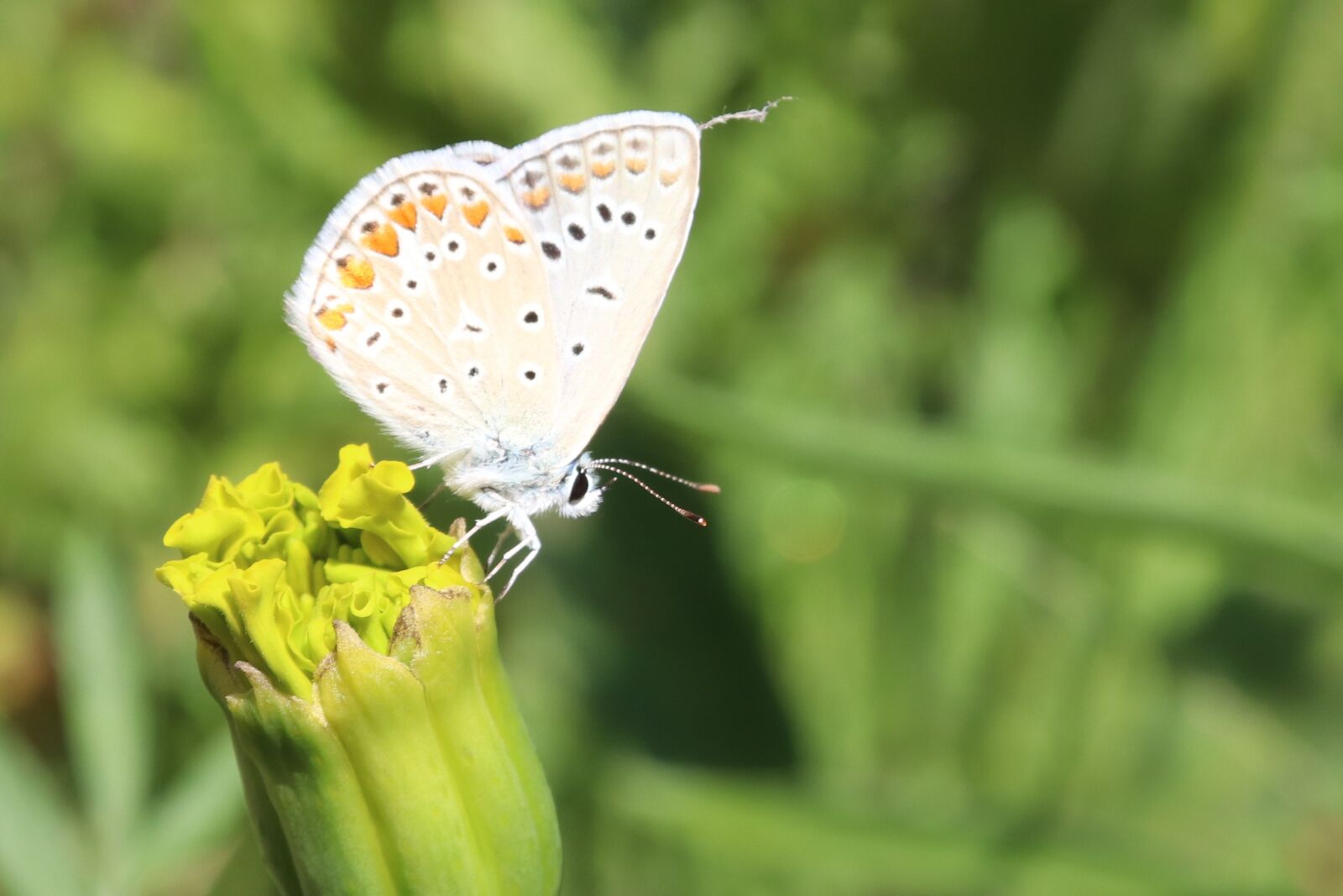 Canon EOS 200D (EOS Rebel SL2 / EOS Kiss X9) sample photo. Butterfly, insect, flower bud photography