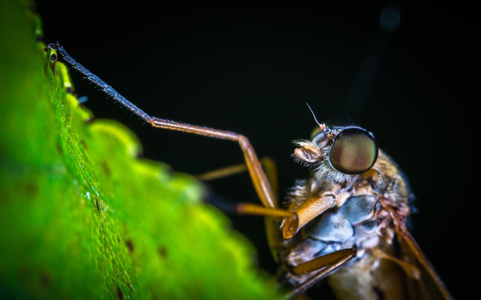 #124 65/2.8 sample photo. Insect, nature, animals photography