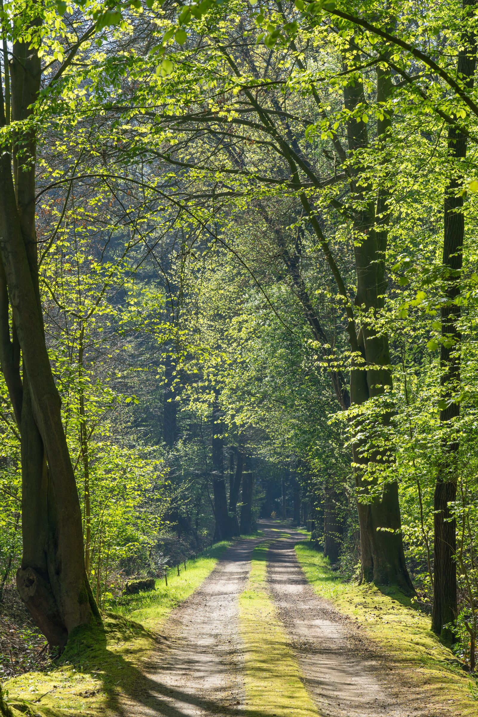 Sony FE 24-105mm F4 G OSS sample photo. Forest path, forest, away photography