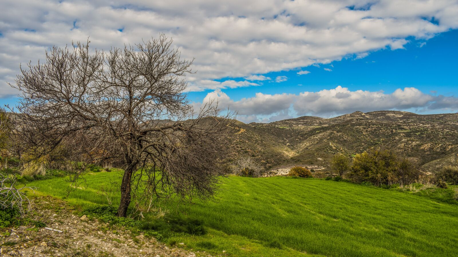 Nikon D3300 sample photo. Nature, landscape, tree photography