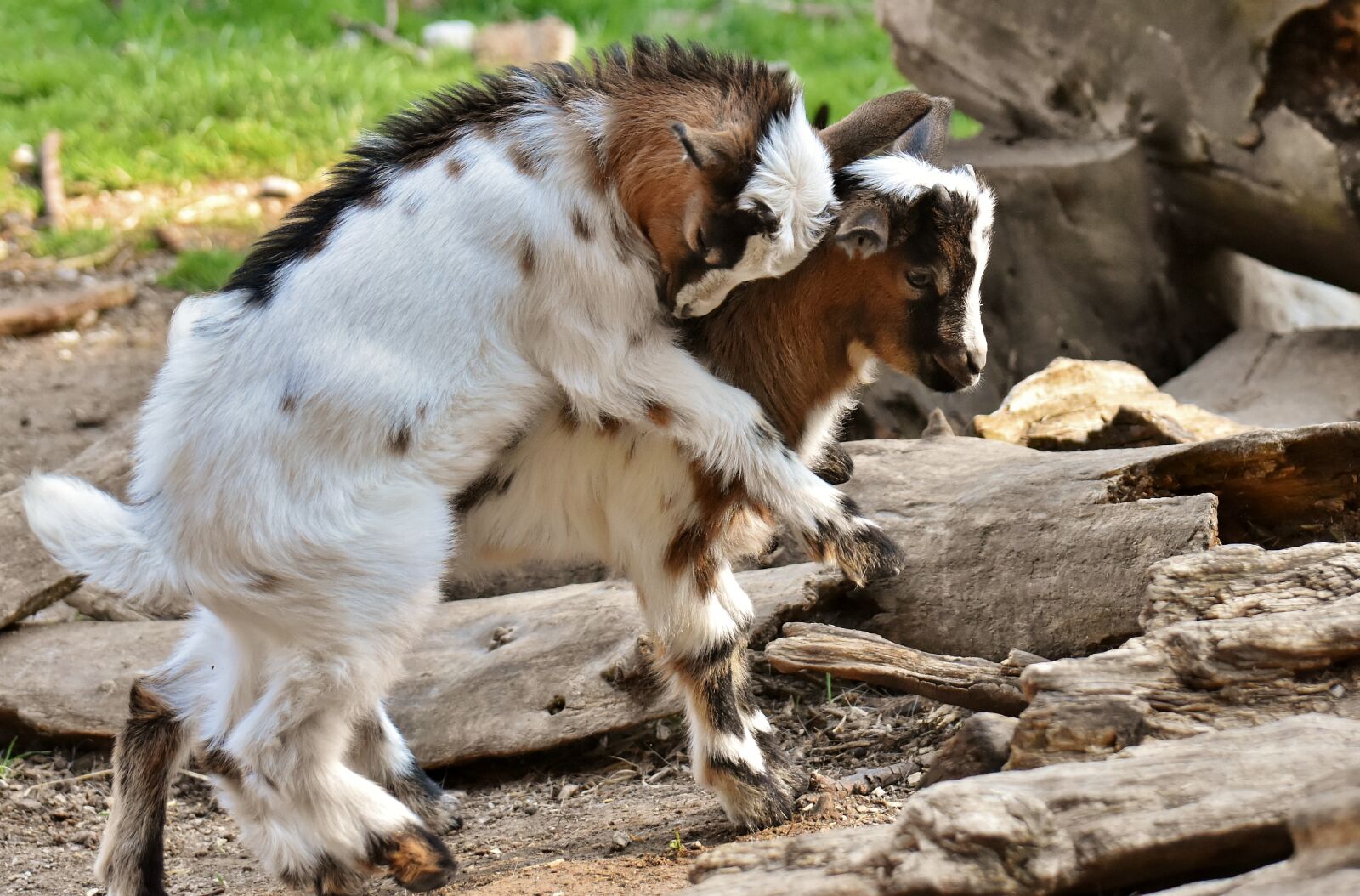 Nikon D7200 sample photo. Goats, young animals, playful photography