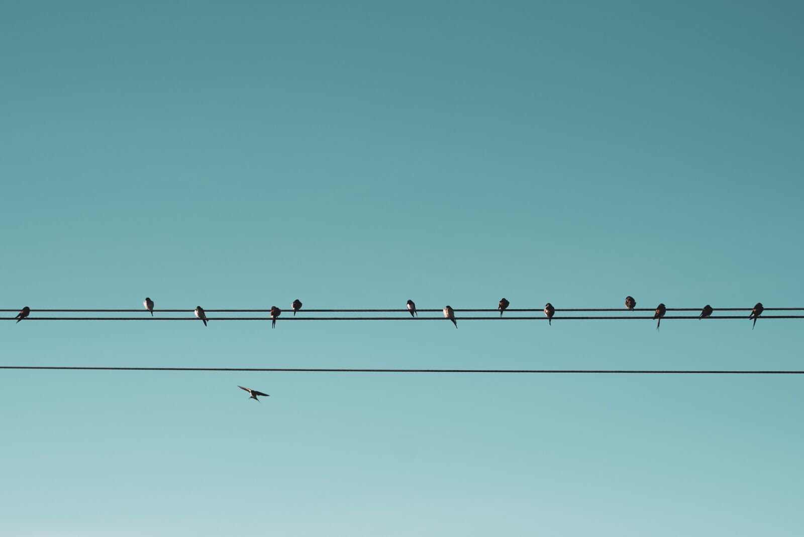 Nikon D750 sample photo. Birds, blue, animal photography