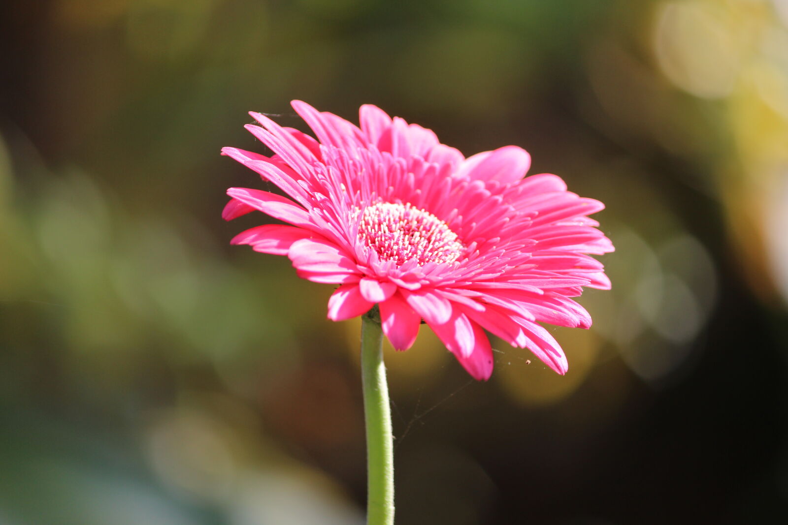 Canon EOS 600D (Rebel EOS T3i / EOS Kiss X5) sample photo. Beautiful, flowers, flower, wallpaper photography