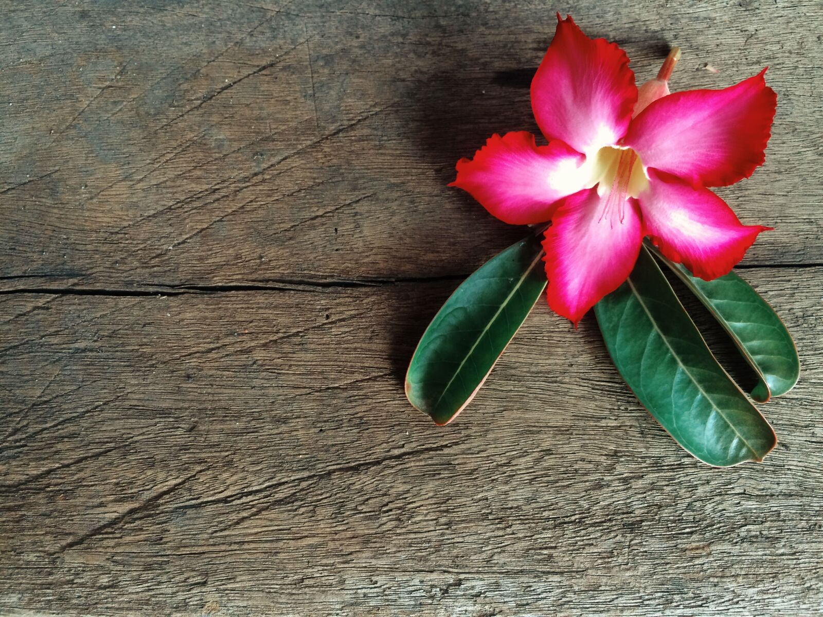 iPhone 5s back camera 4.15mm f/2.2 sample photo. Desert, rose, flower, flowers photography