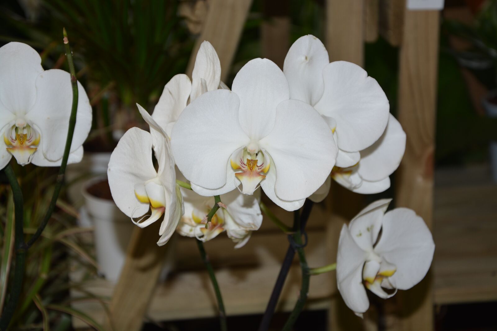 Nikon D5200 sample photo. White orchid, white flowers photography