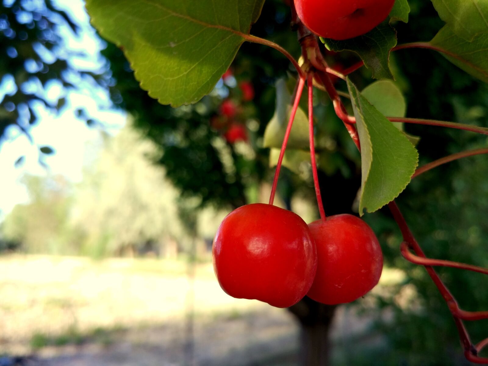 Xiaomi Mi-4c sample photo. Wild fruits, tree, autumn photography