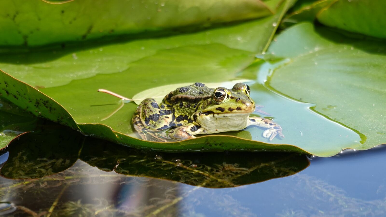 Sony Cyber-shot DSC-RX100 VI sample photo. Frog, amphibian, green photography