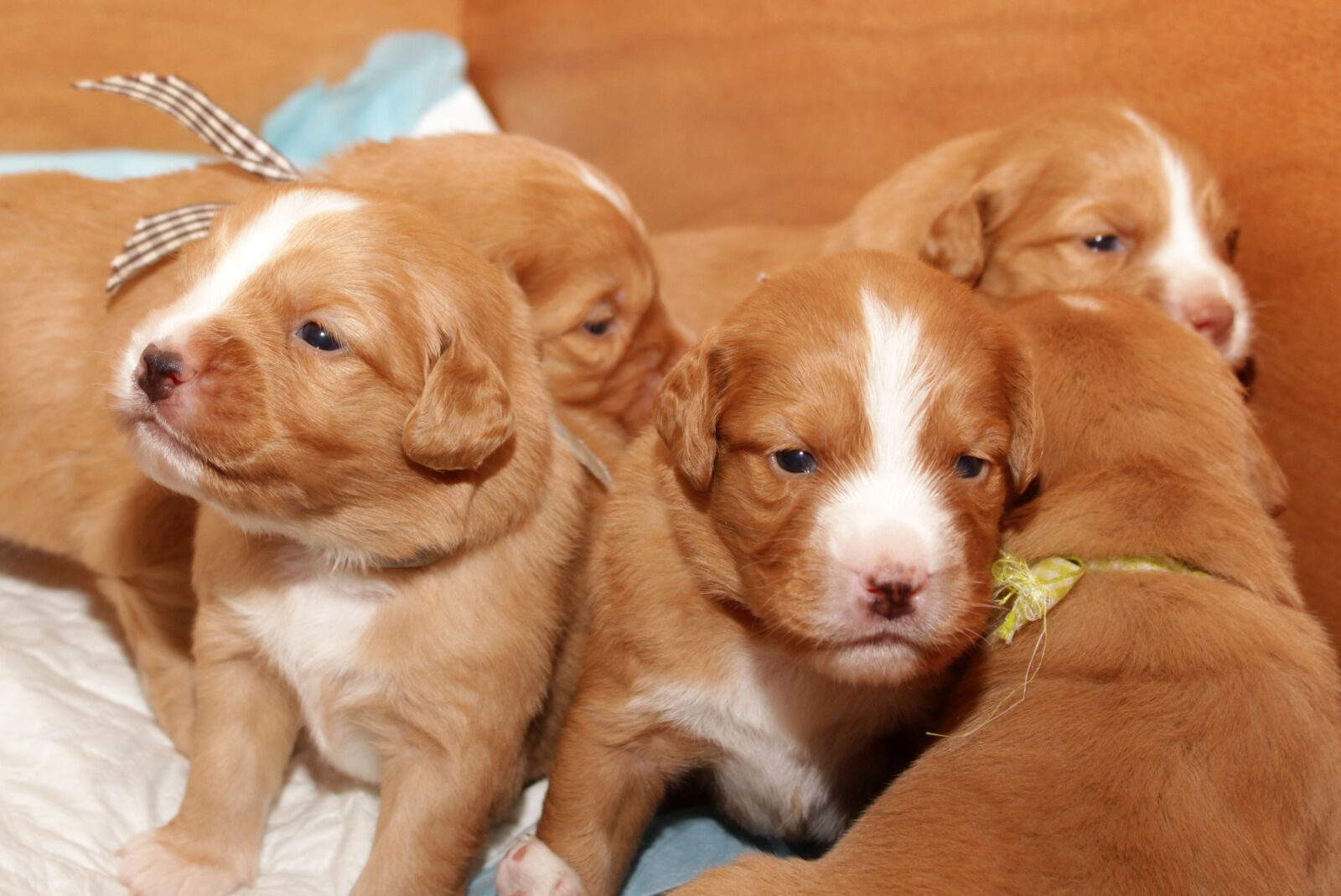 Canon EOS 600D (Rebel EOS T3i / EOS Kiss X5) sample photo. Puppy, toller, adorable photography