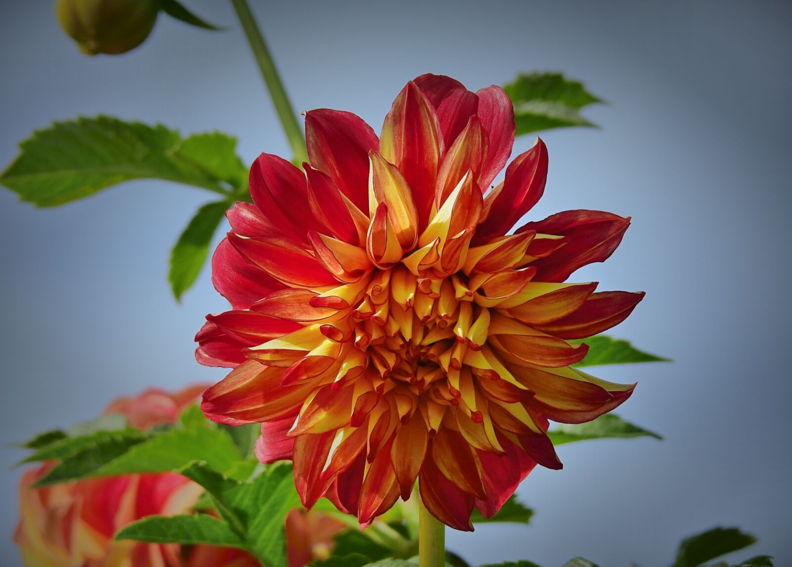 Nikon Coolpix P900 sample photo. Flowers, garden, autumn photography