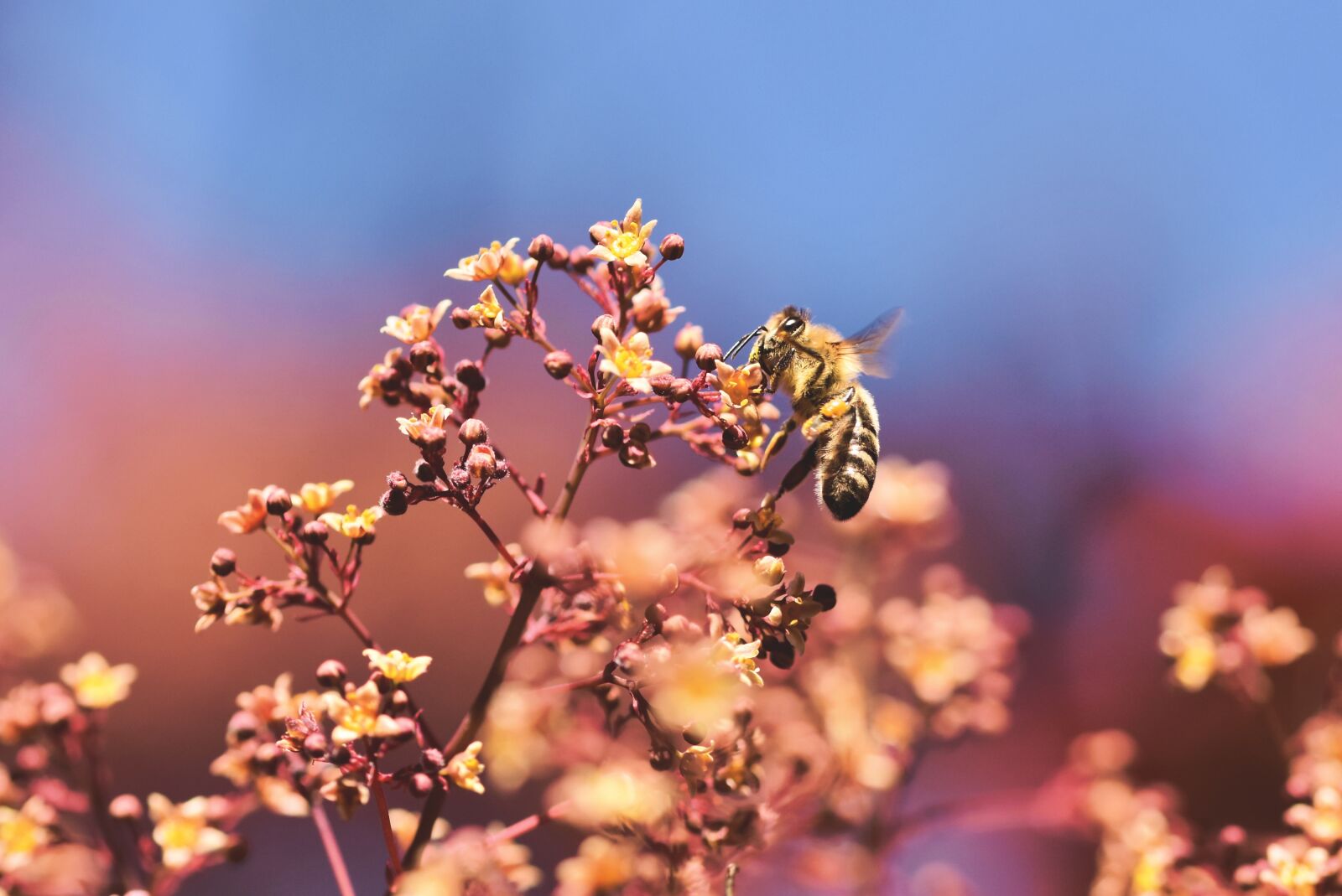 Nikon D7200 sample photo. Bee, honey bee, insect photography