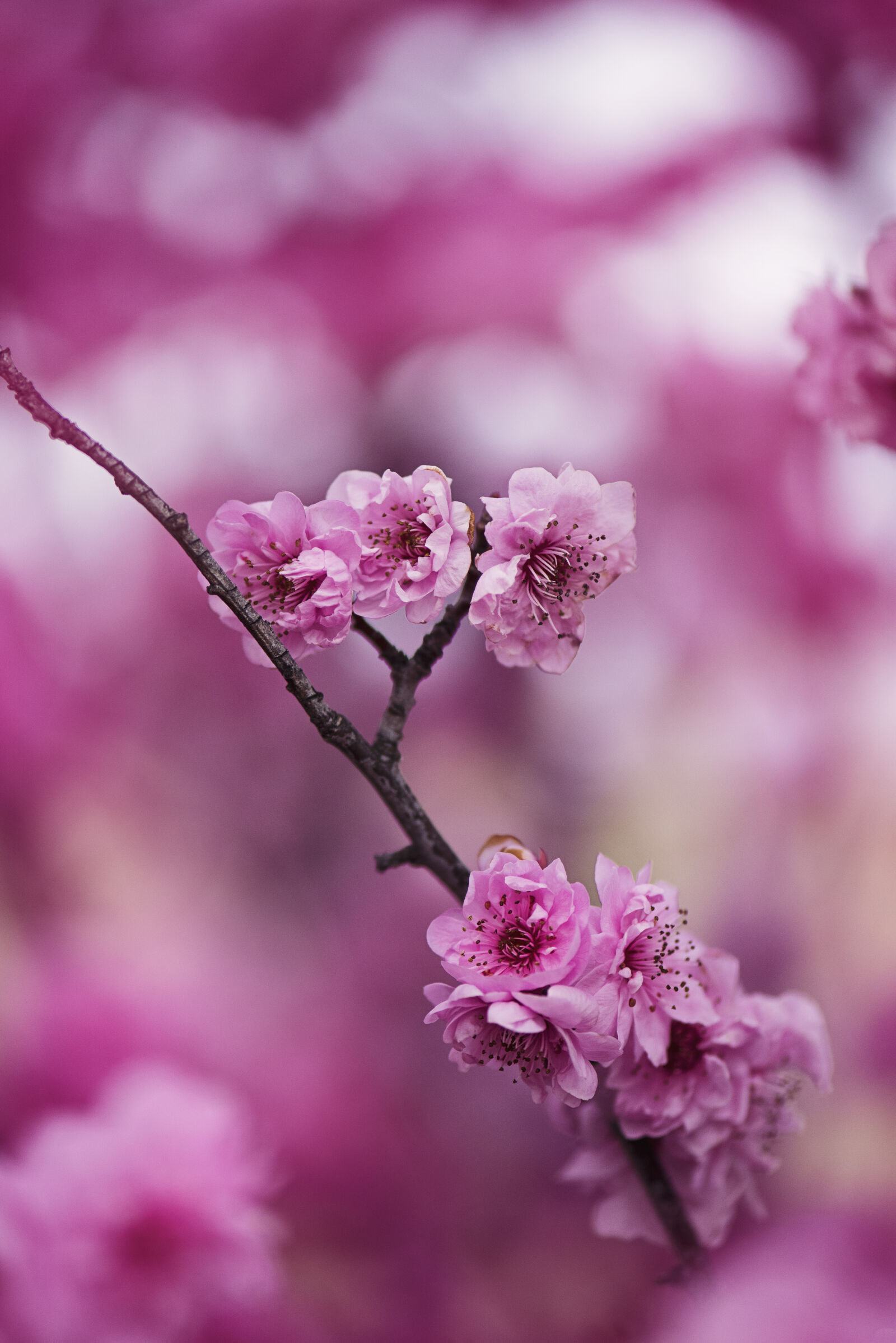 Nikon D810 sample photo. Beautiful, beautiful, flowers, bloom photography