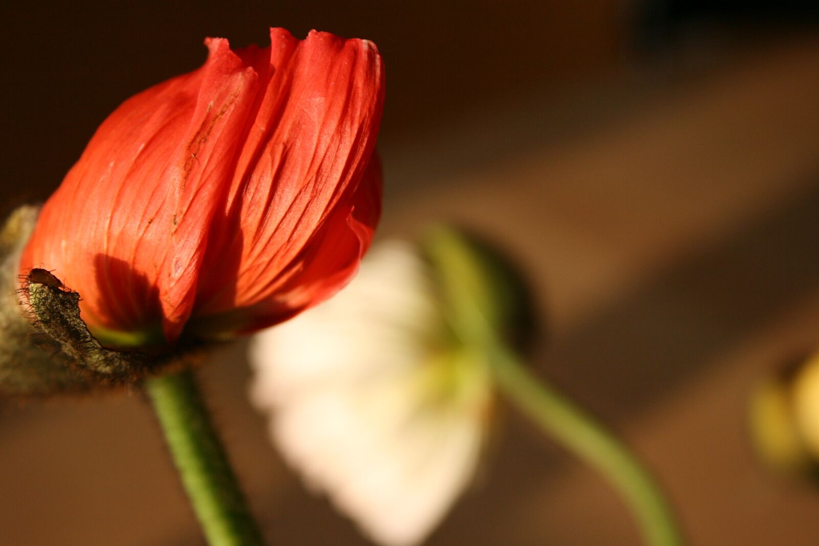 Canon EOS 400D (EOS Digital Rebel XTi / EOS Kiss Digital X) sample photo. Flower, red, nature photography