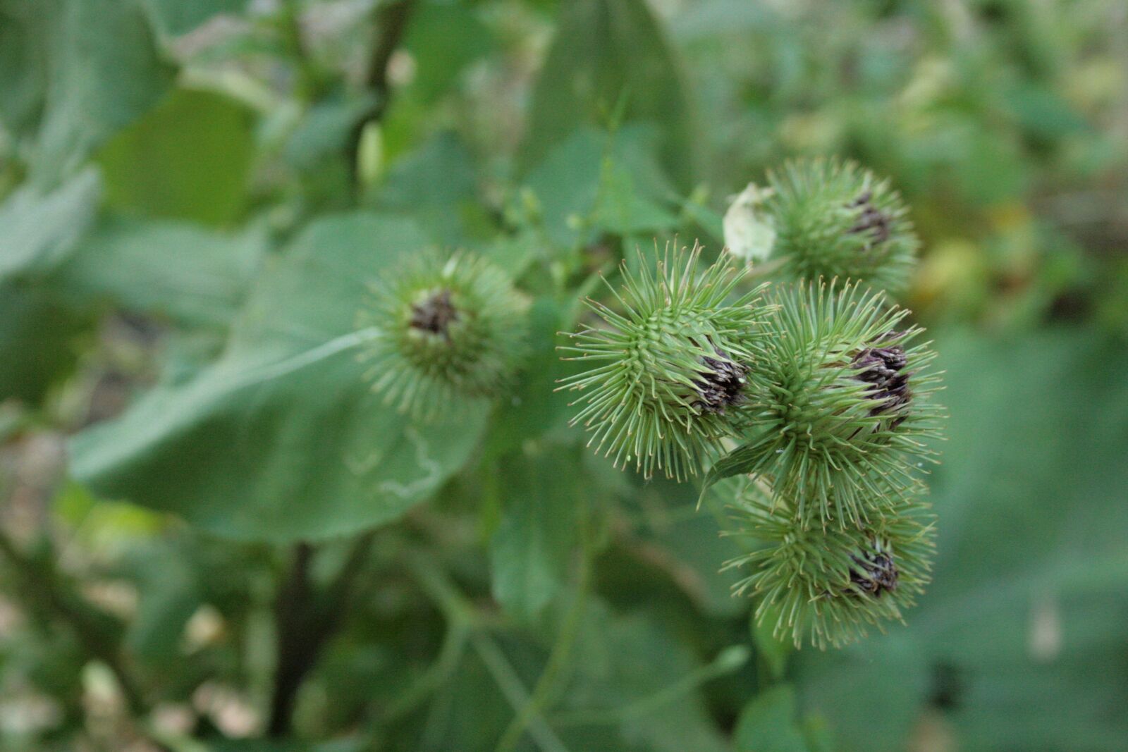 Canon EOS 400D (EOS Digital Rebel XTi / EOS Kiss Digital X) sample photo. Great burdock, arctium lappa photography