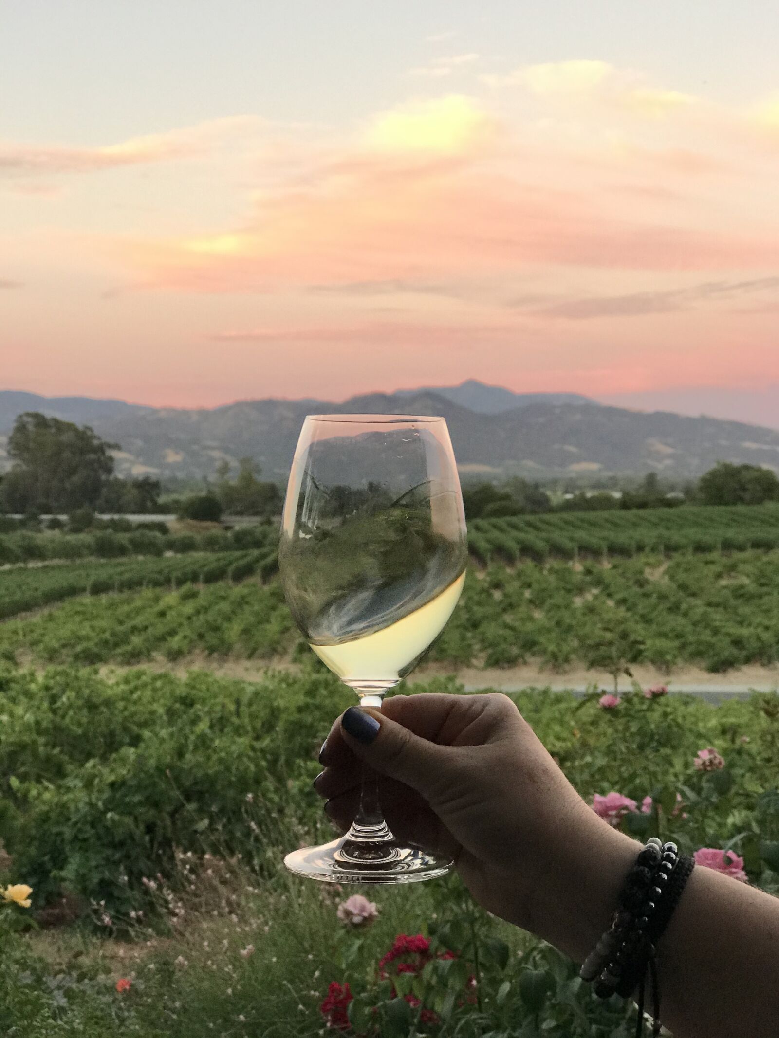 Apple iPhone 7 Plus sample photo. Wine, sunset, vineyard photography
