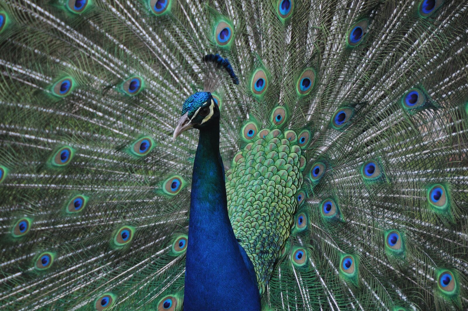 Nikon D5000 sample photo. Animal, bird, wildlife photography