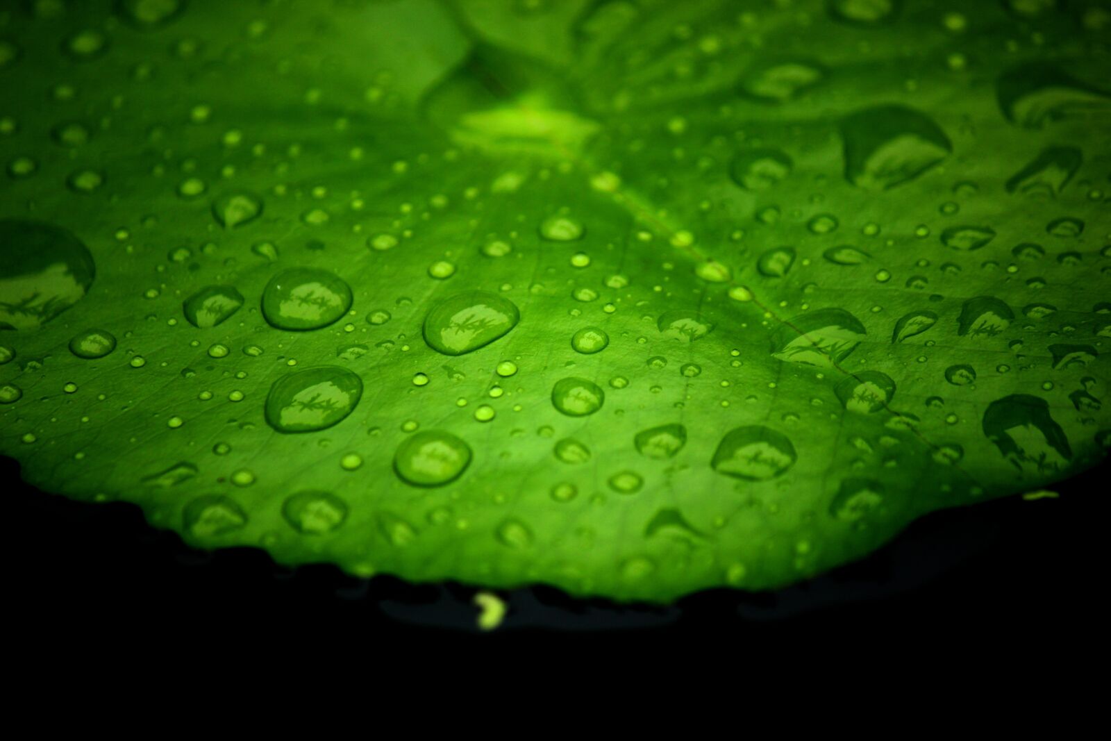 Canon EOS 550D (EOS Rebel T2i / EOS Kiss X4) sample photo. Lotus leaf, water on photography