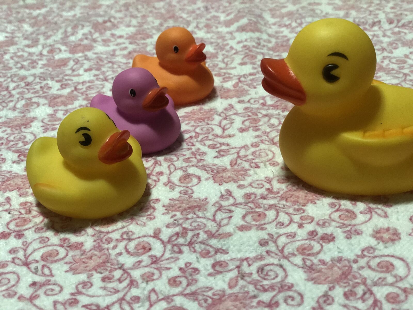 Apple iPhone X sample photo. Maternity, ducks, duck photography