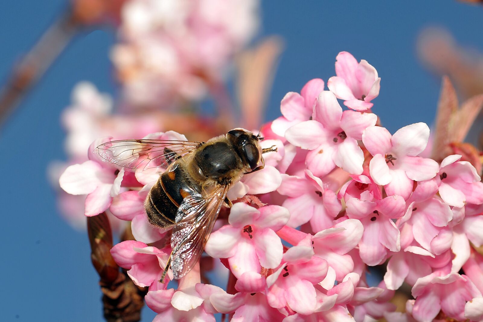 Nikon D3X sample photo. Bee, honey, pollen photography