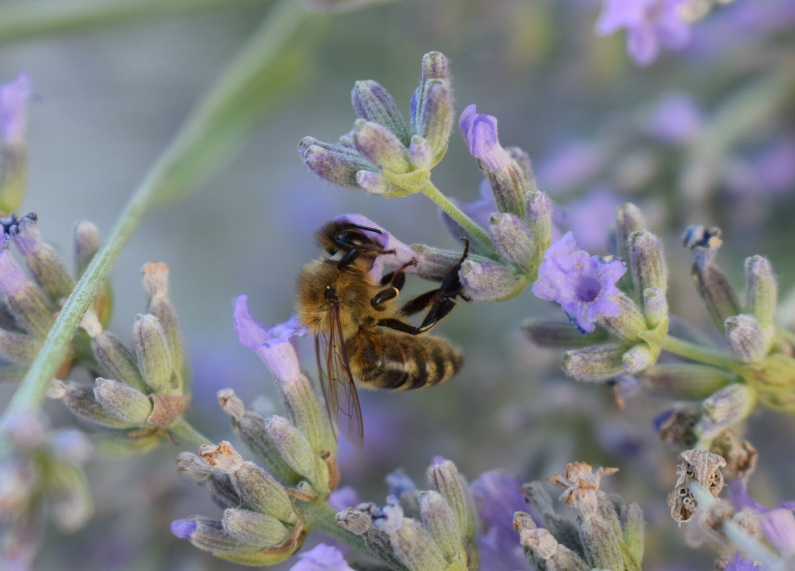 Nikon D5300 sample photo. Bee, flower, nature photography