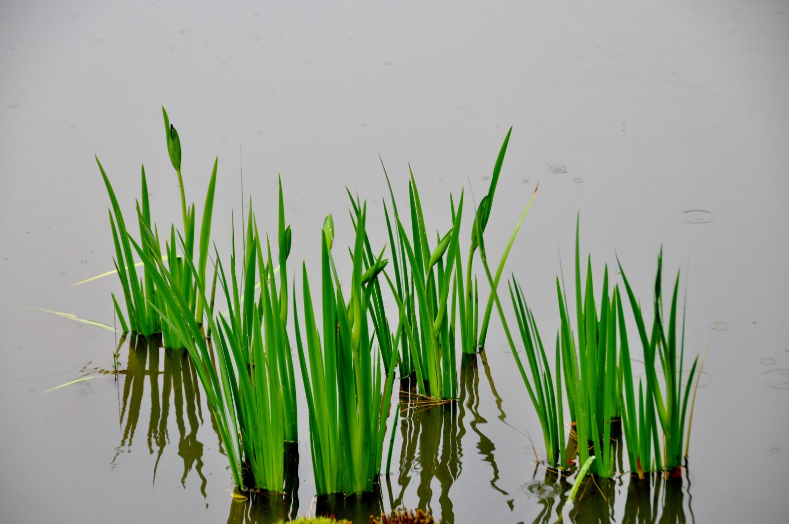Nikon D90 sample photo. Green, water, nature photography