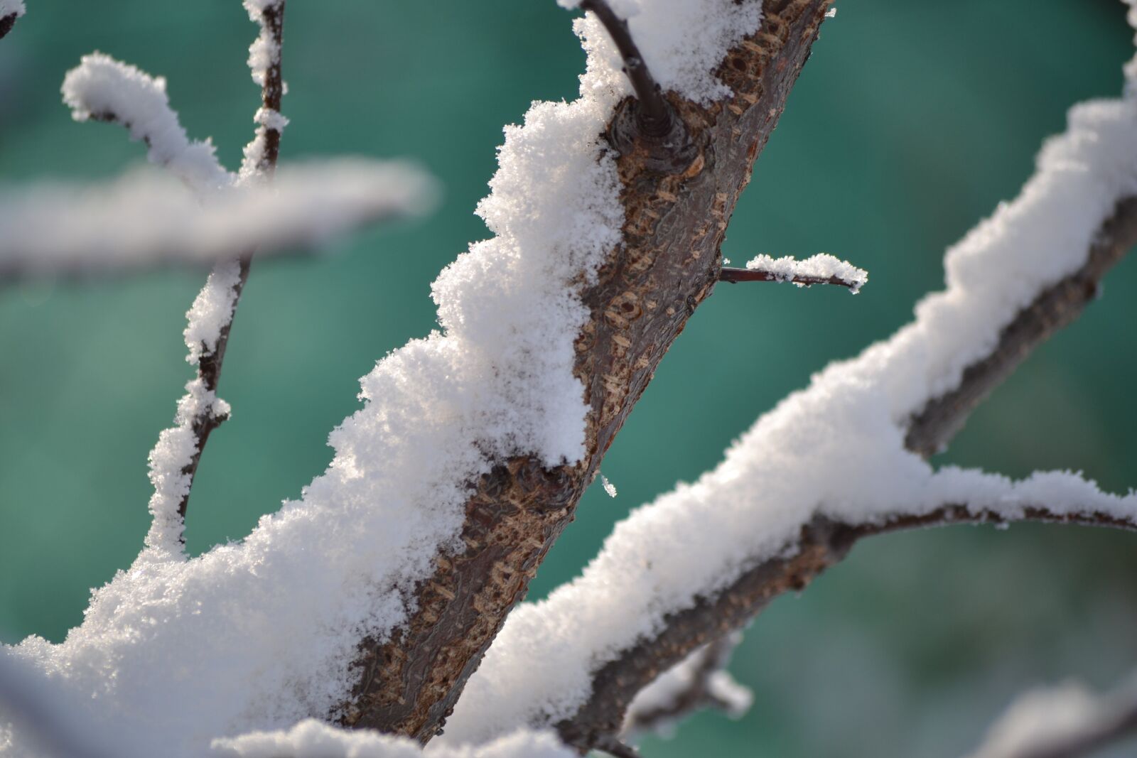 Nikon D3100 sample photo. Winter, snow, tree photography