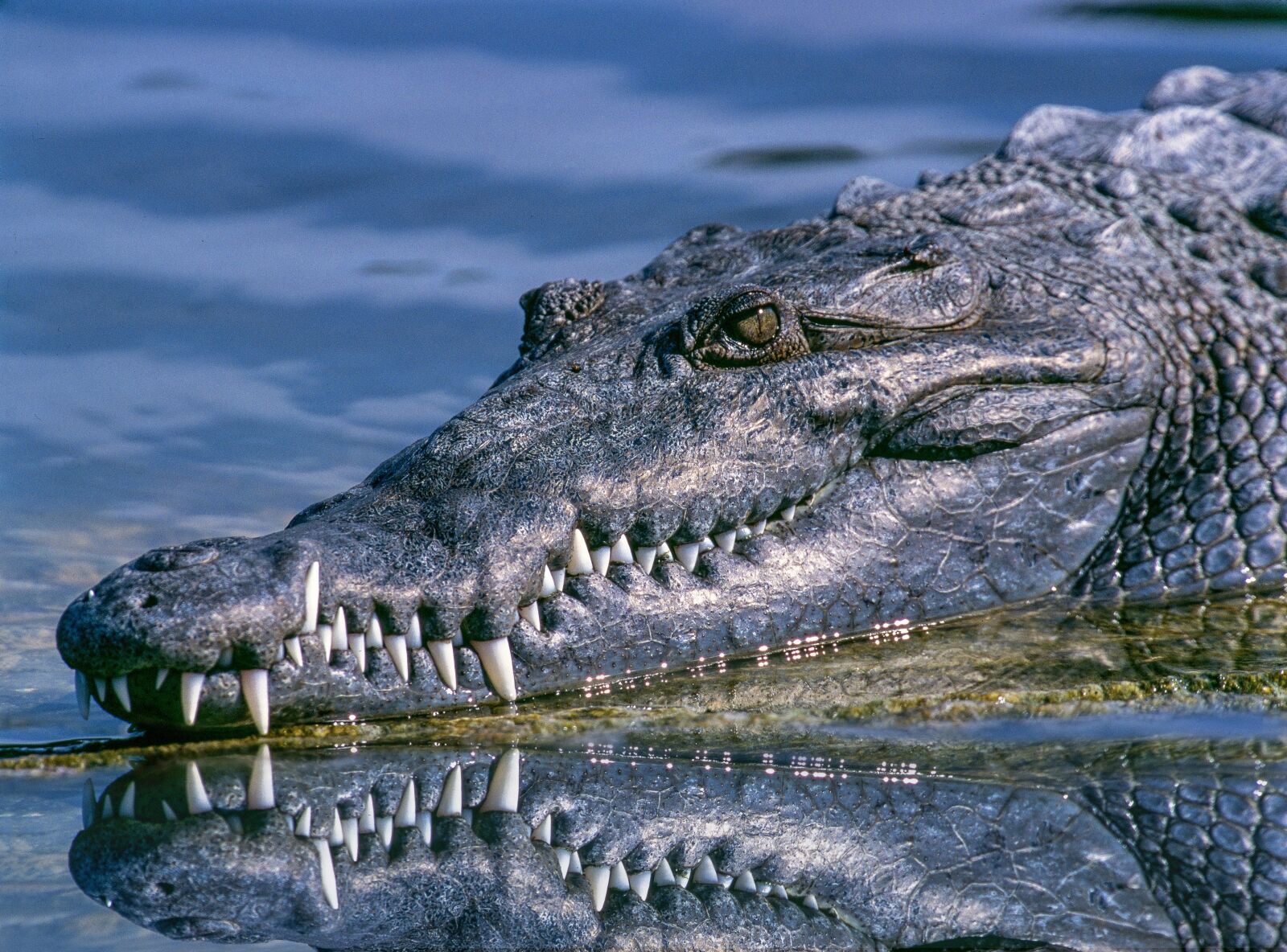 Nikon D750 sample photo. Alligator, animal, close-up photography