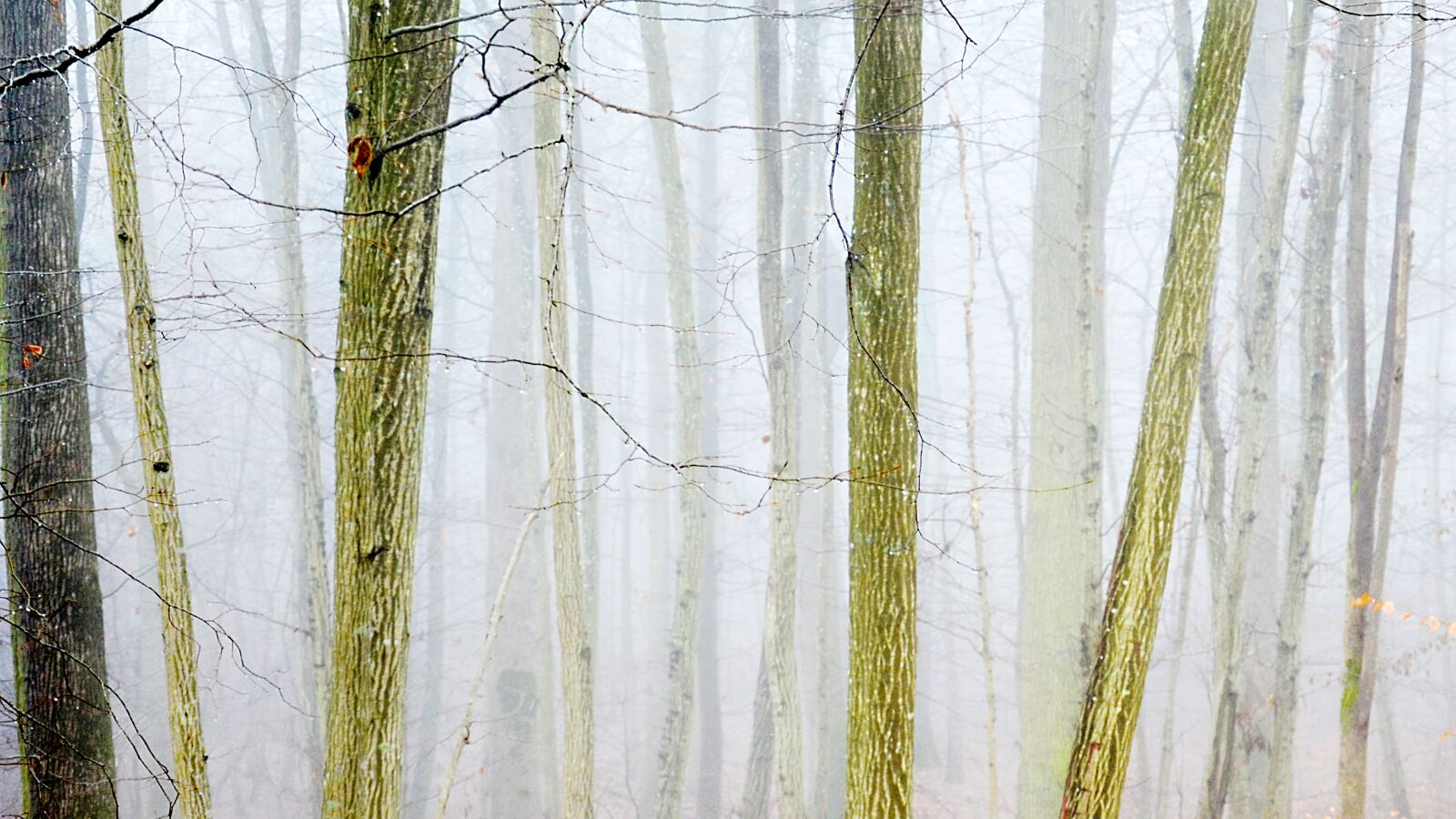 Nikon D5100 sample photo. Fog, forest, trees photography