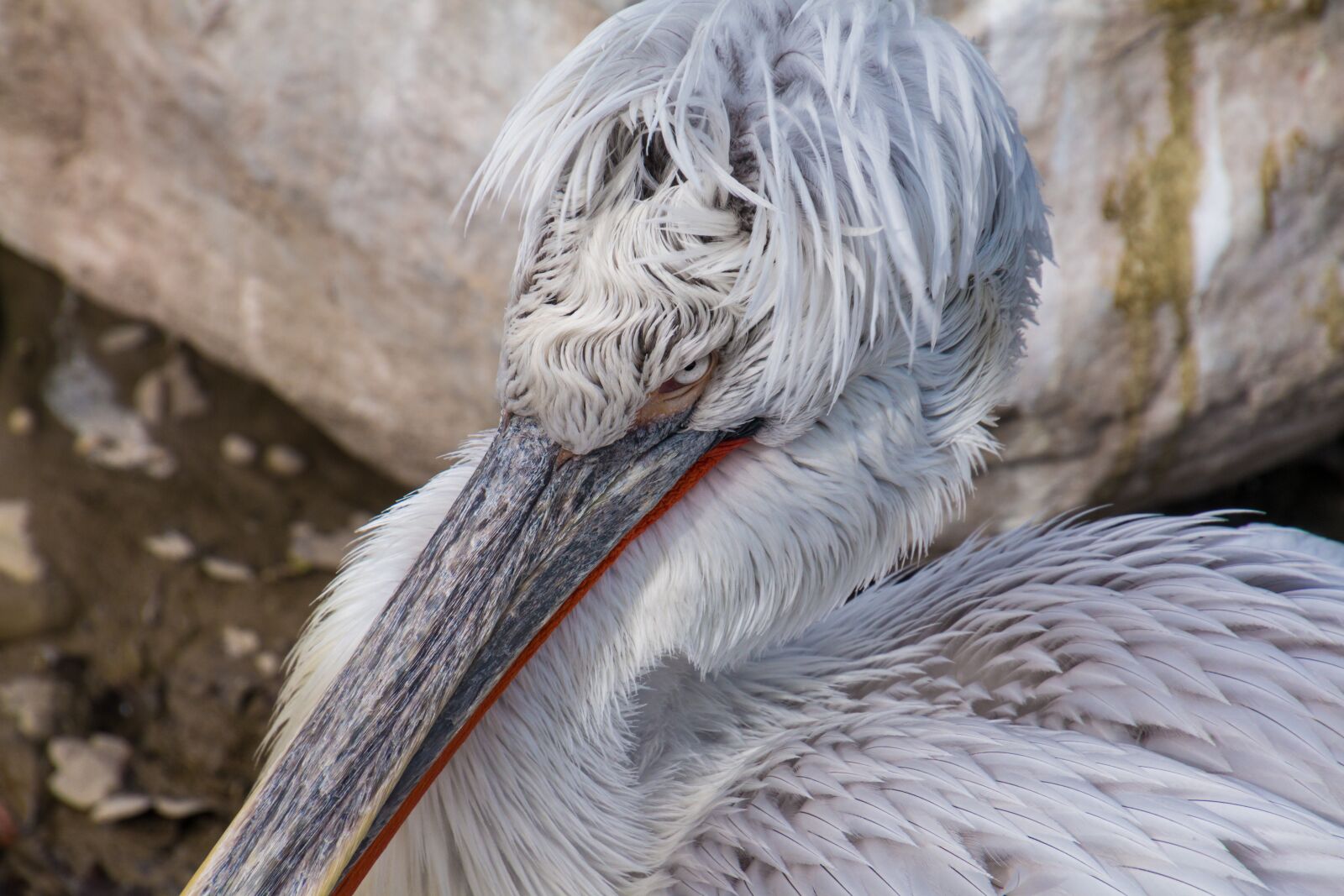 Canon EOS 70D sample photo. Pelikan, bird, water bird photography