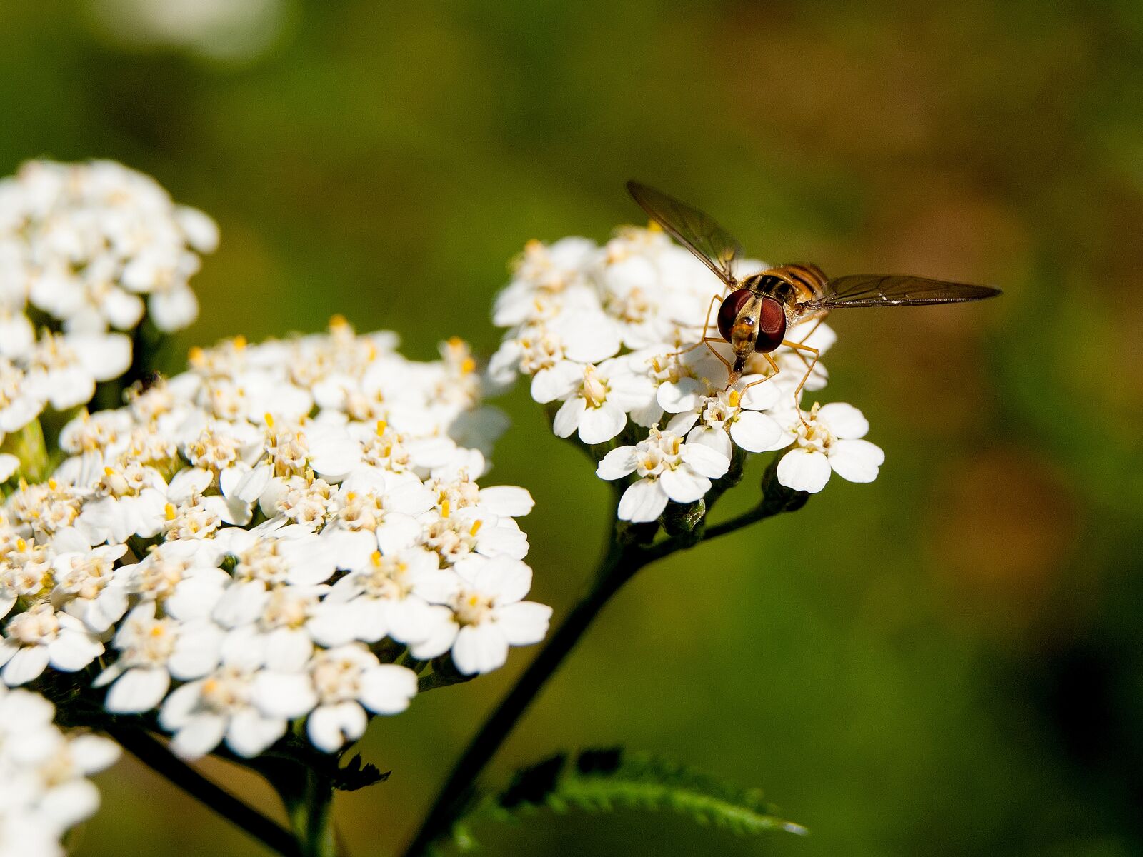 Sony Alpha DSLR-A230 sample photo. Flower, wasp, insect photography