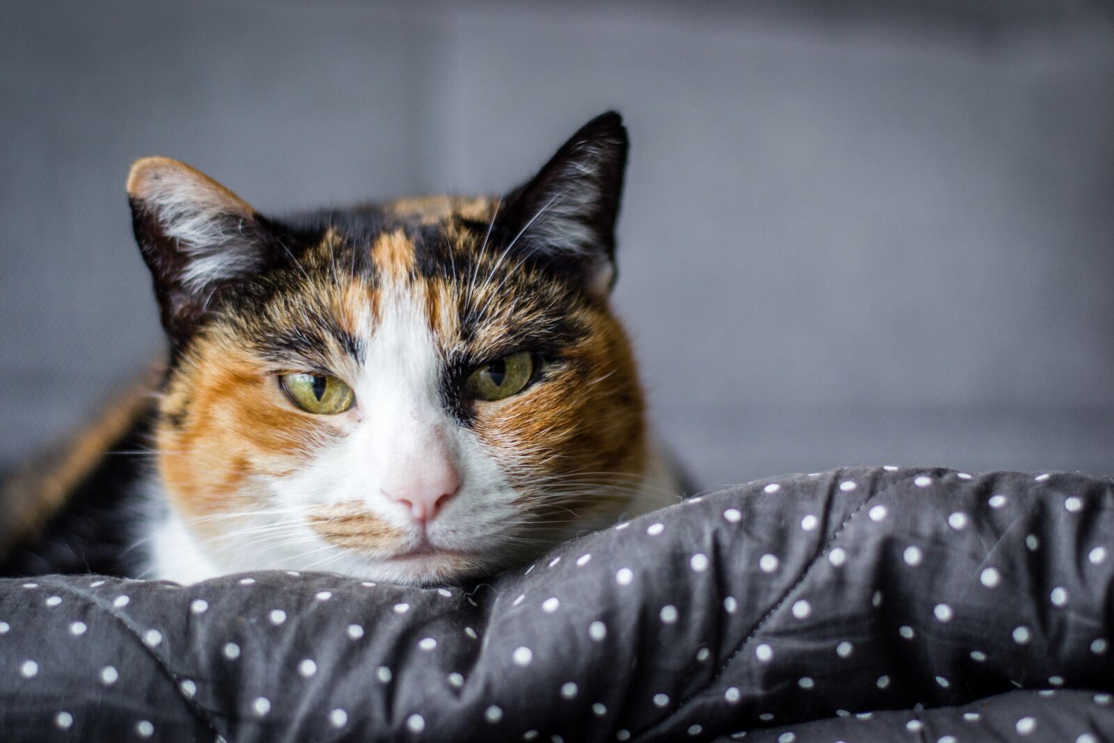Nikon D3100 sample photo. Cat, tranquility, animal photography