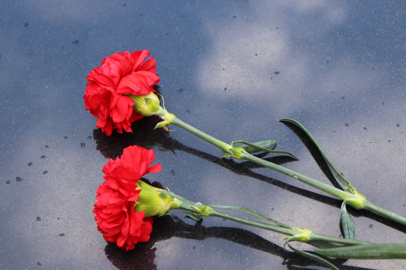 Canon EOS 200D (EOS Rebel SL2 / EOS Kiss X9) sample photo. Two red carnations, black photography